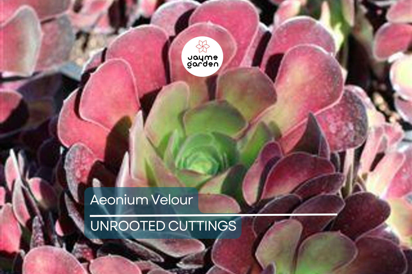 Aeonium Velour Cutting – 3" Head Diameter – Fresh Succulent Cutting for Propagation
