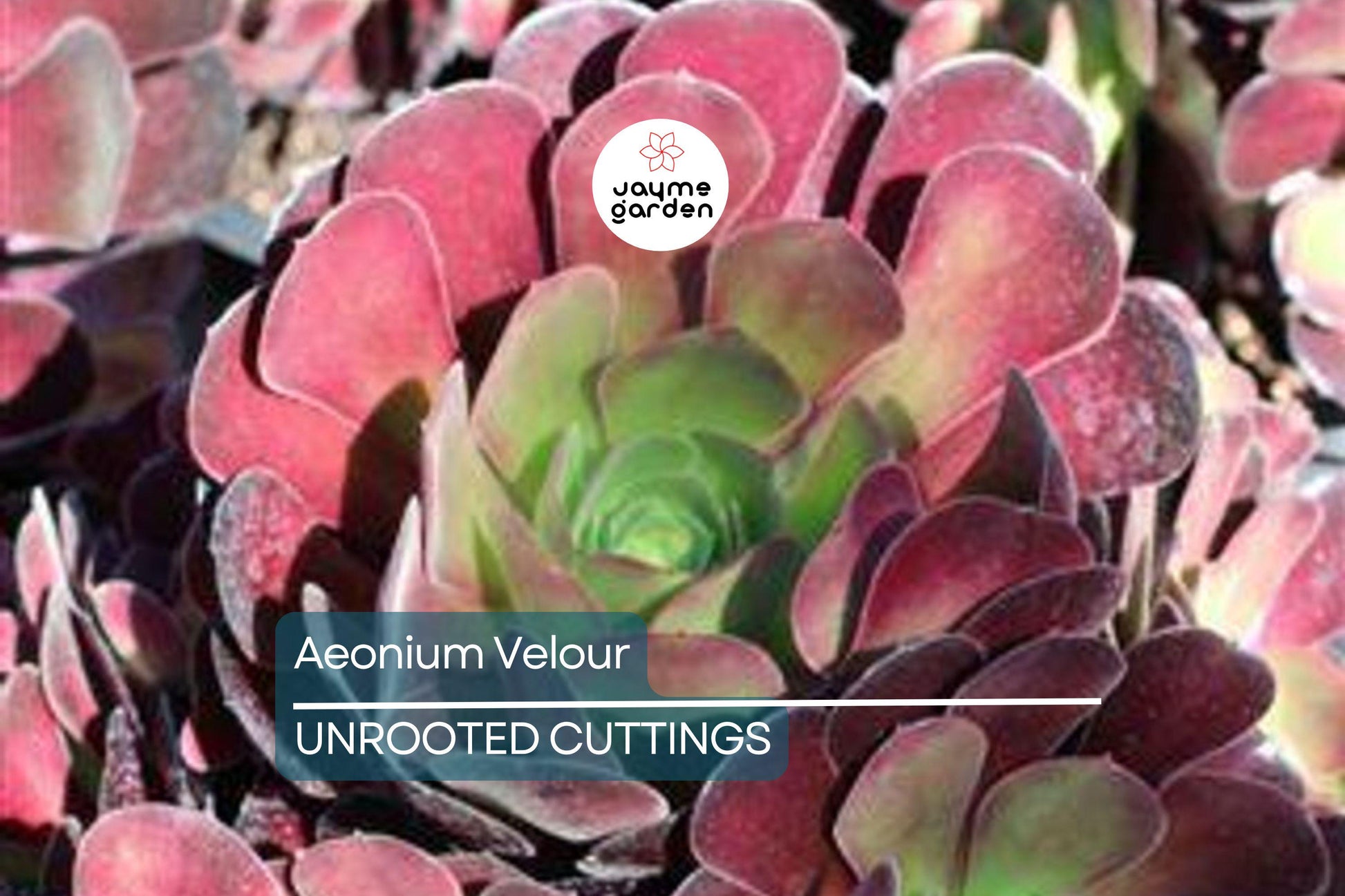 Aeonium Velour Cutting – 3" Head Diameter – Fresh Succulent Cutting for Propagation