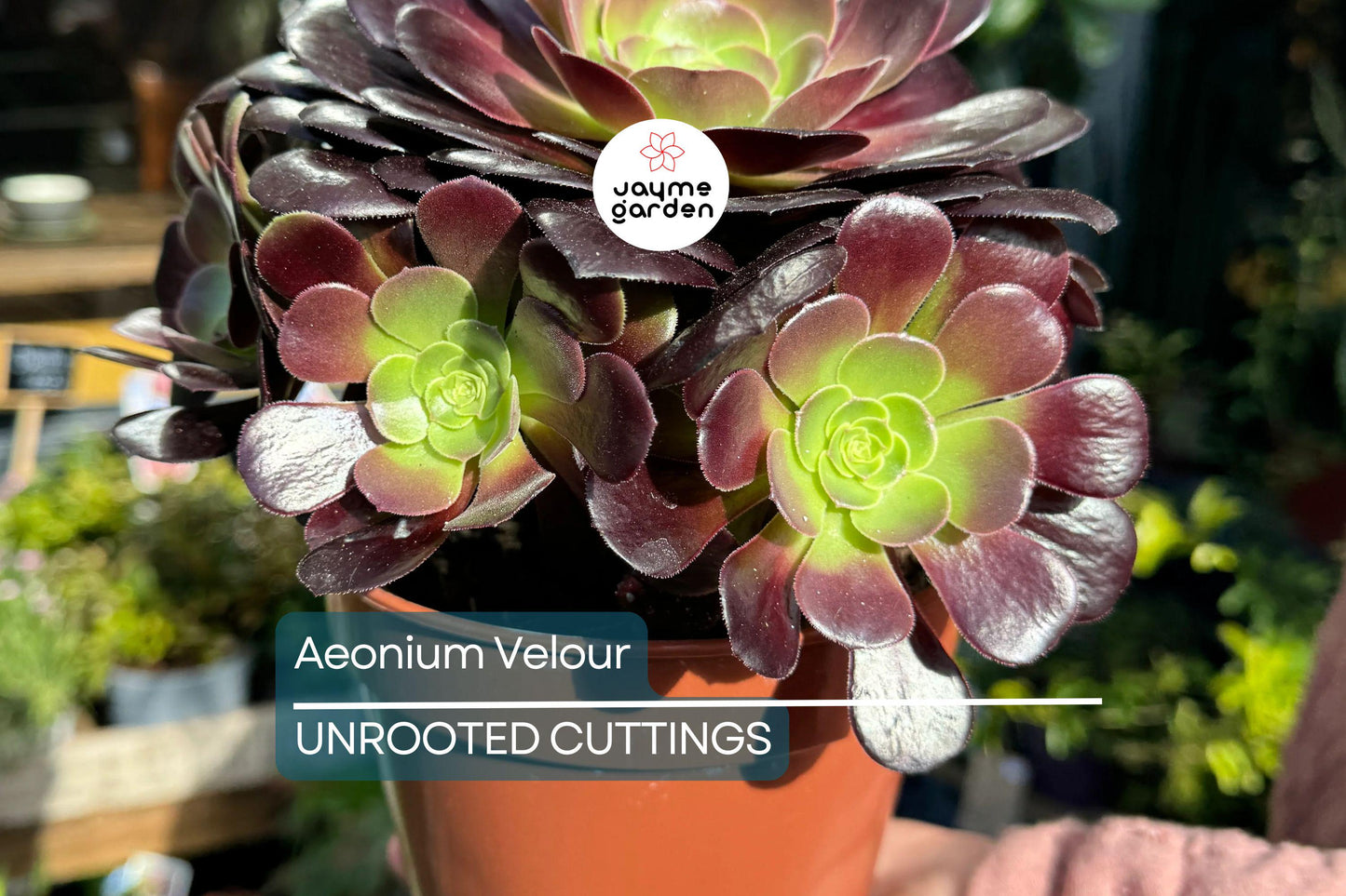 Aeonium Velour Cutting – 3" Head Diameter – Fresh Succulent Cutting for Propagation