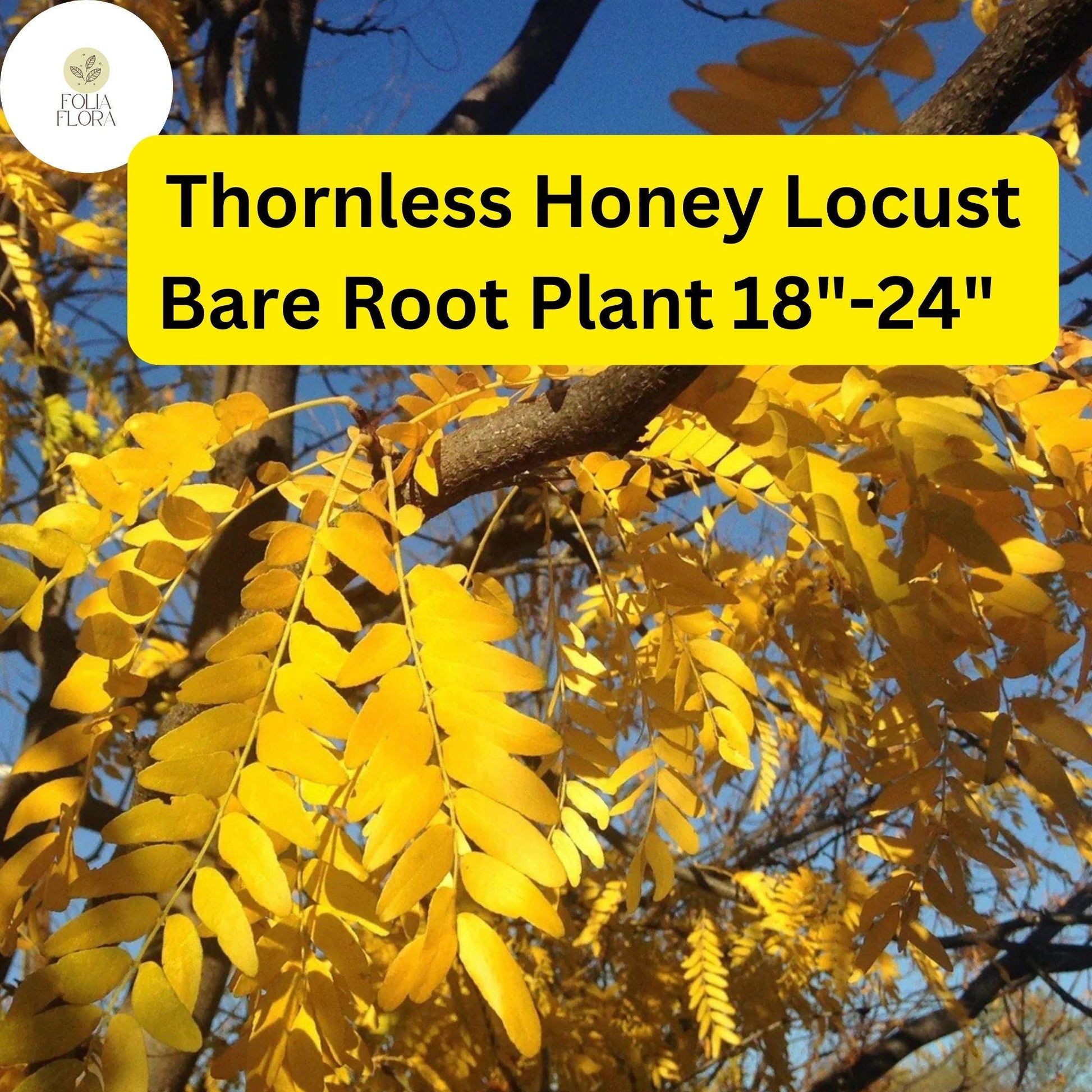 1 Live Bare Root Plant Thornless Honey Locust Tree (Gleditsia triacanthos var. inermis) 18"-24"