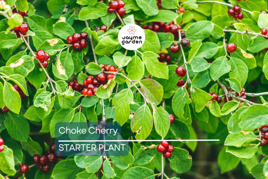 Choke Cherry Tree - Live Bare Root Plant, Prunus Virginiana, 14"-18", Fragrant White Flowers, Wildlife-Friendly, Drought & Heat Tolerant