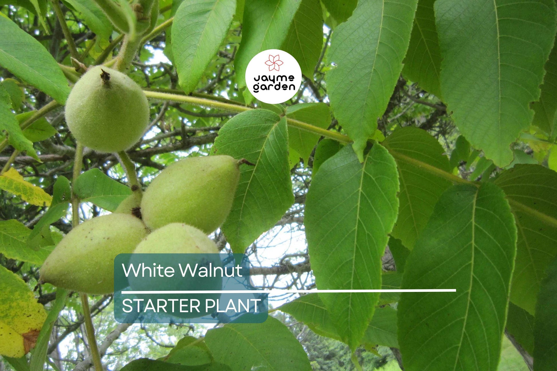Butternut White Walnut Tree Seedlings - 2 Live Plants, Juglans cinerea, Fast-Growing Shade Tree, Hardy in USDA Zones 3-7