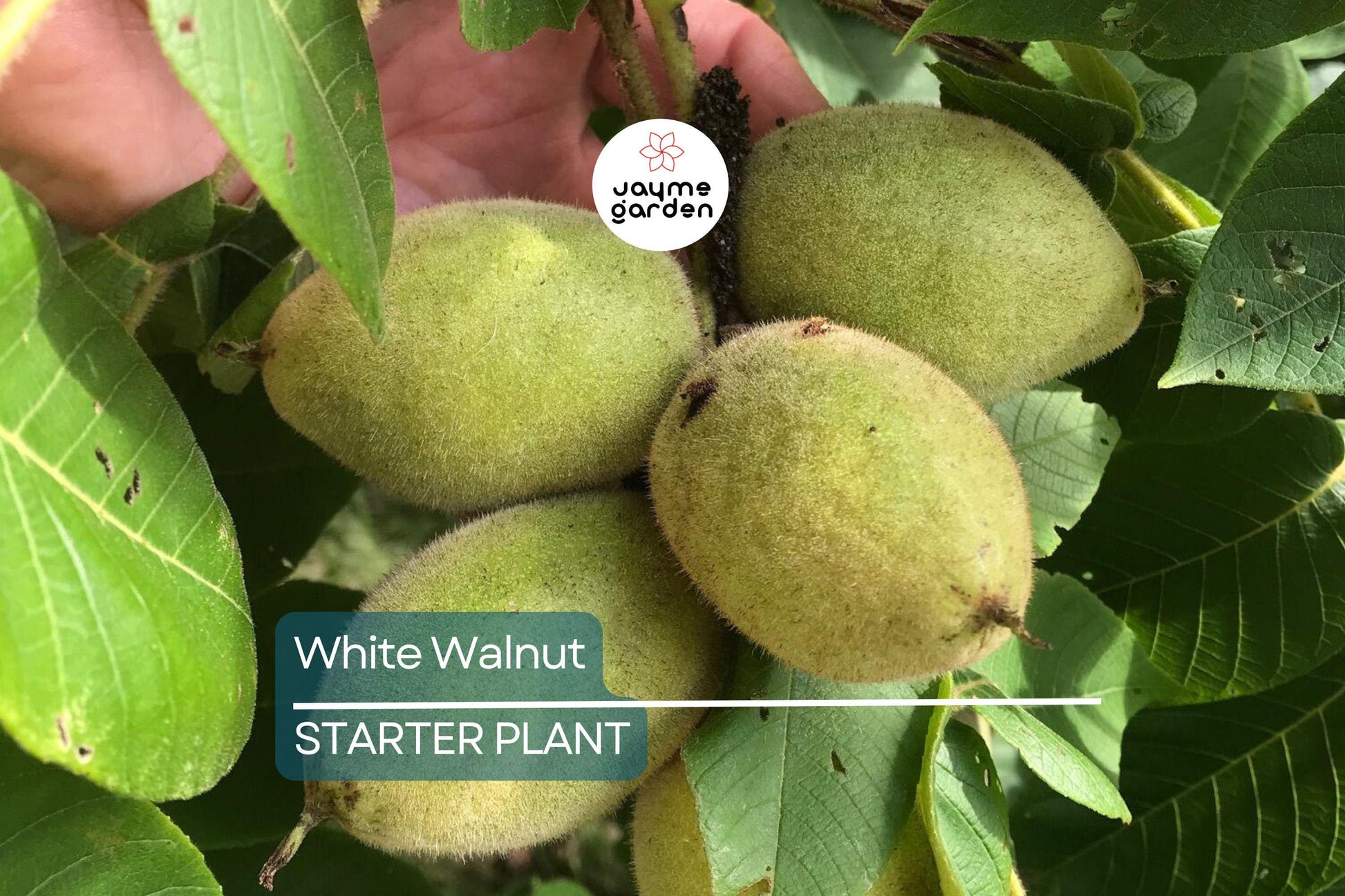 Butternut White Walnut Tree Seedlings - 2 Live Plants, Juglans cinerea, Fast-Growing Shade Tree, Hardy in USDA Zones 3-7