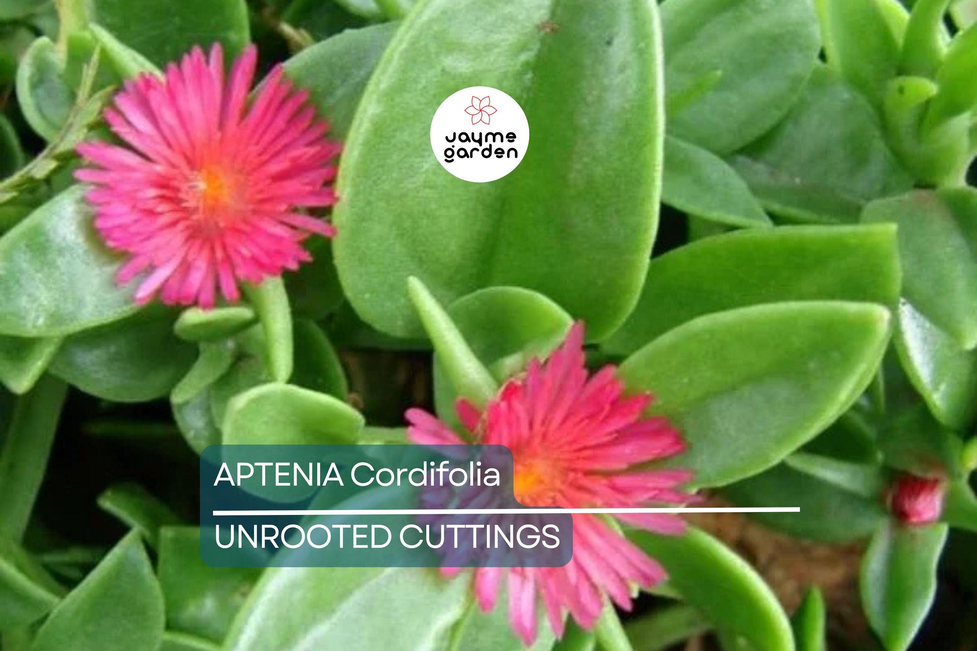 10 Aptenia Cordifolia 'Red Apple' Cuttings (4-7") | Baby Sun Rose Succulent | Red/Pink Blooms for Easy Indoor & Outdoor Growth