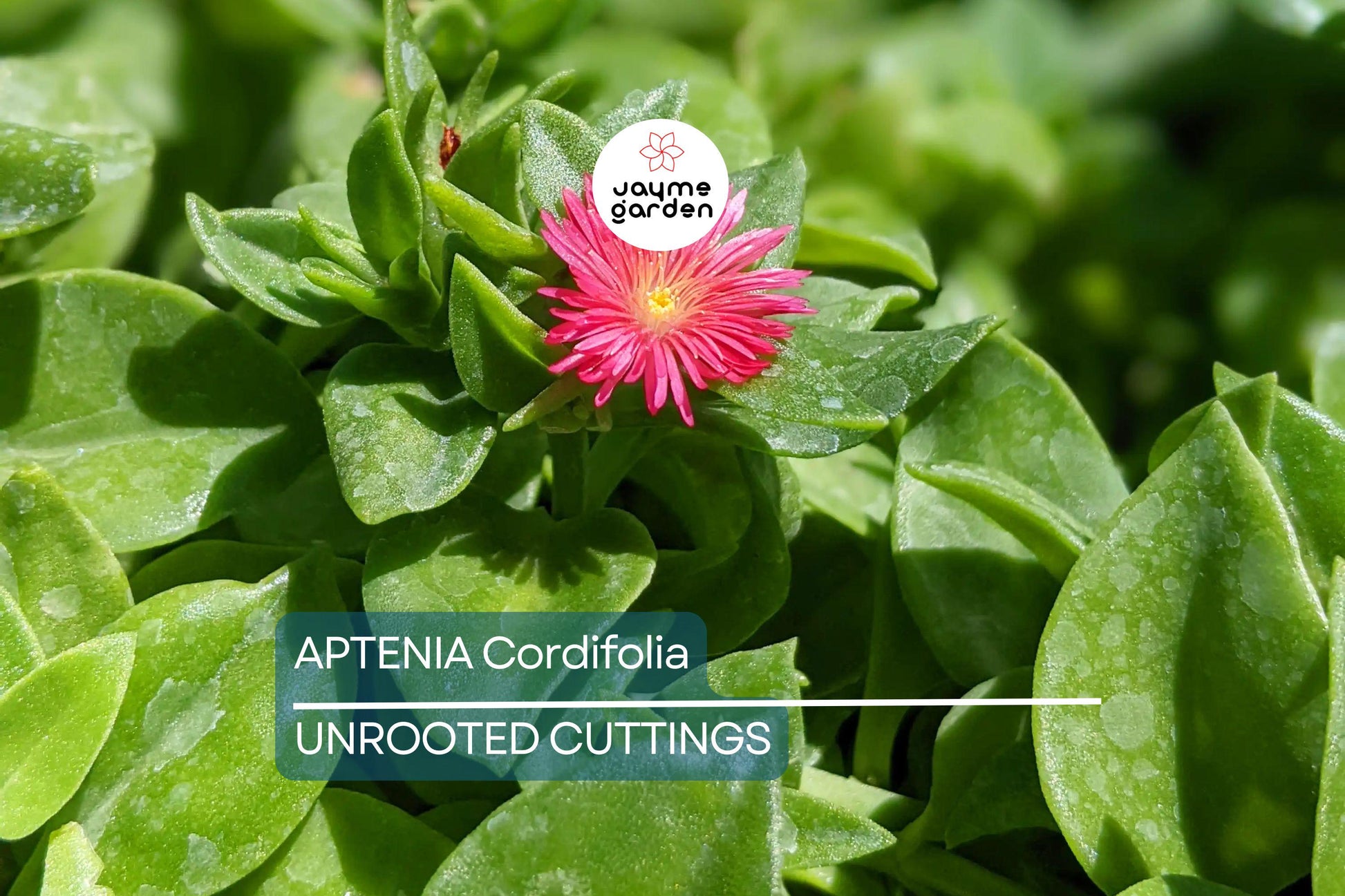 10 Aptenia Cordifolia 'Red Apple' Cuttings (4-7") | Baby Sun Rose Succulent | Red/Pink Blooms for Easy Indoor & Outdoor Growth