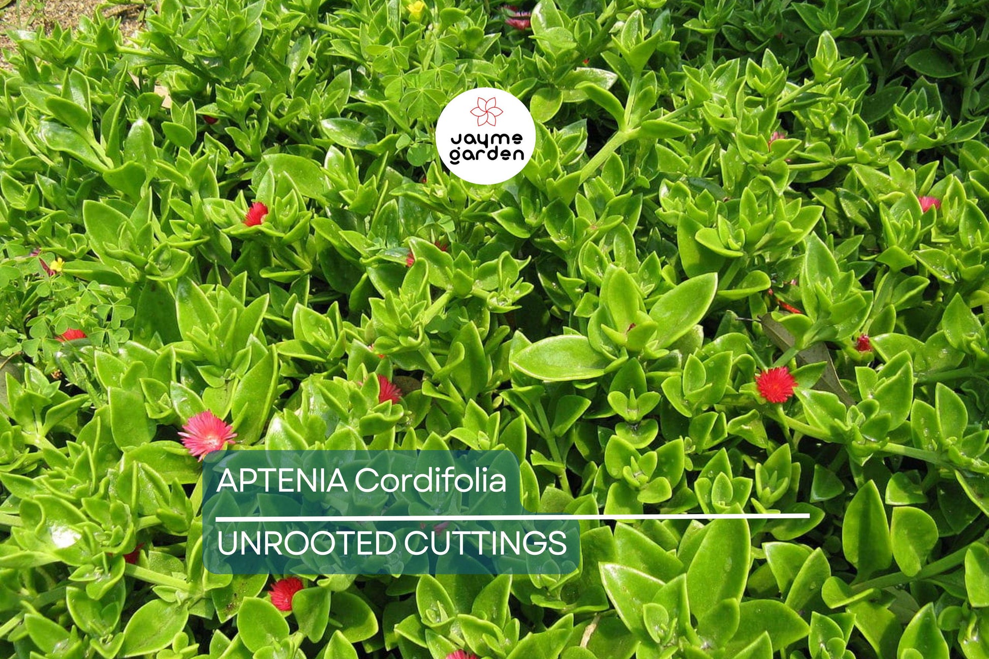 10 Aptenia Cordifolia 'Red Apple' Cuttings (4-7") | Baby Sun Rose Succulent | Red/Pink Blooms for Easy Indoor & Outdoor Growth