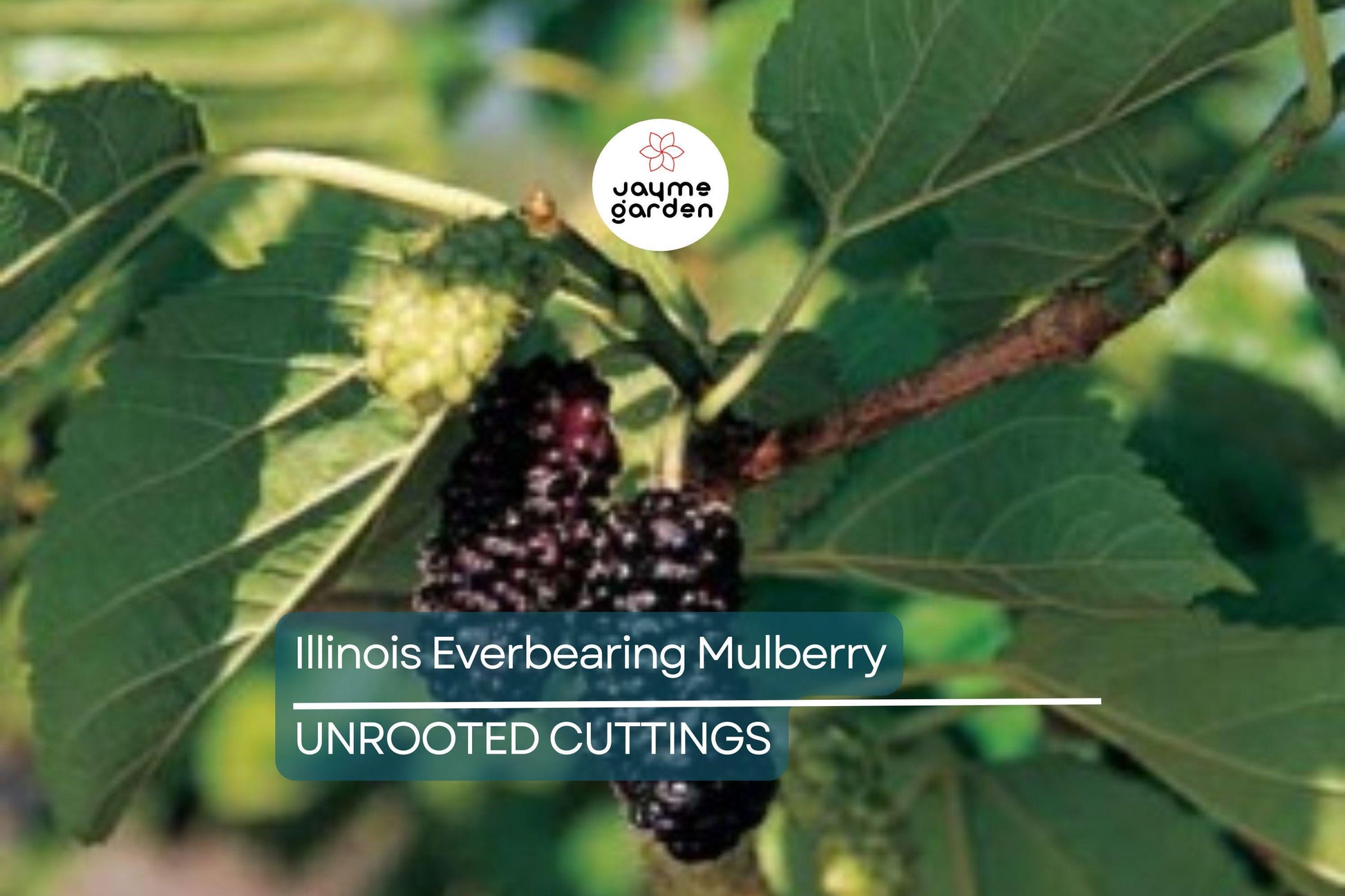 Illinois Everbearing Mulberry Live Plant (3–15" Tall) - Fast Fruiting, Pesticide-Free Starter Tree Grown from Fruiting Cuttings