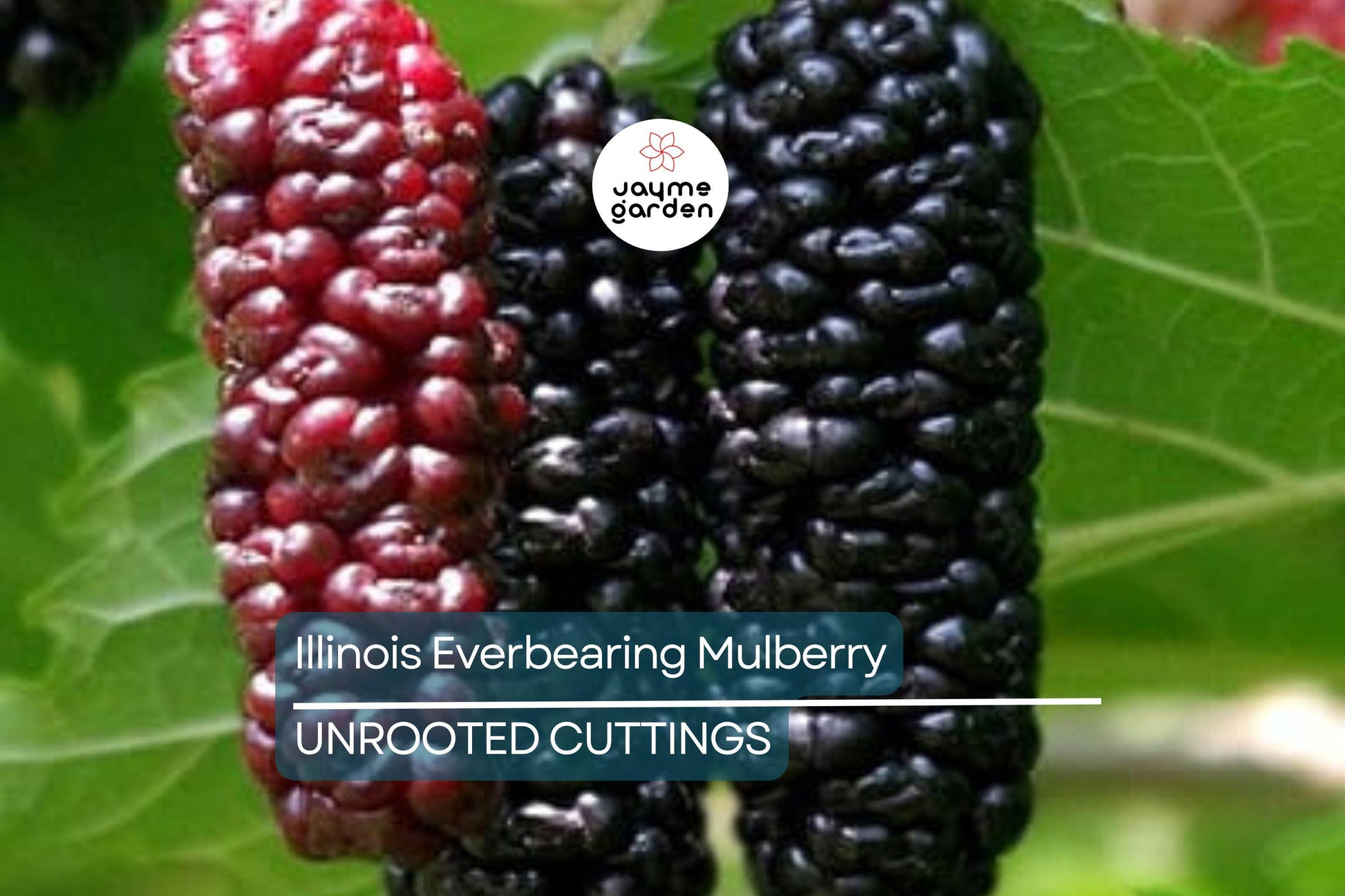Illinois Everbearing Mulberry Live Plant (3–15" Tall) - Fast Fruiting, Pesticide-Free Starter Tree Grown from Fruiting Cuttings