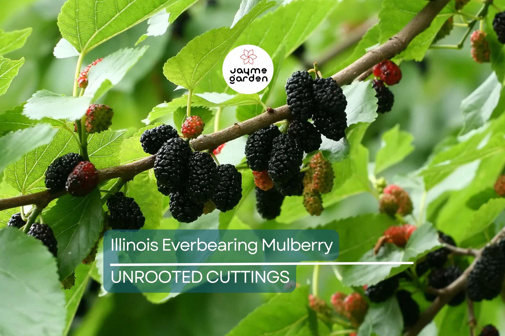 Illinois Everbearing Mulberry Live Plant (3–15" Tall) - Fast Fruiting, Pesticide-Free Starter Tree Grown from Fruiting Cuttings