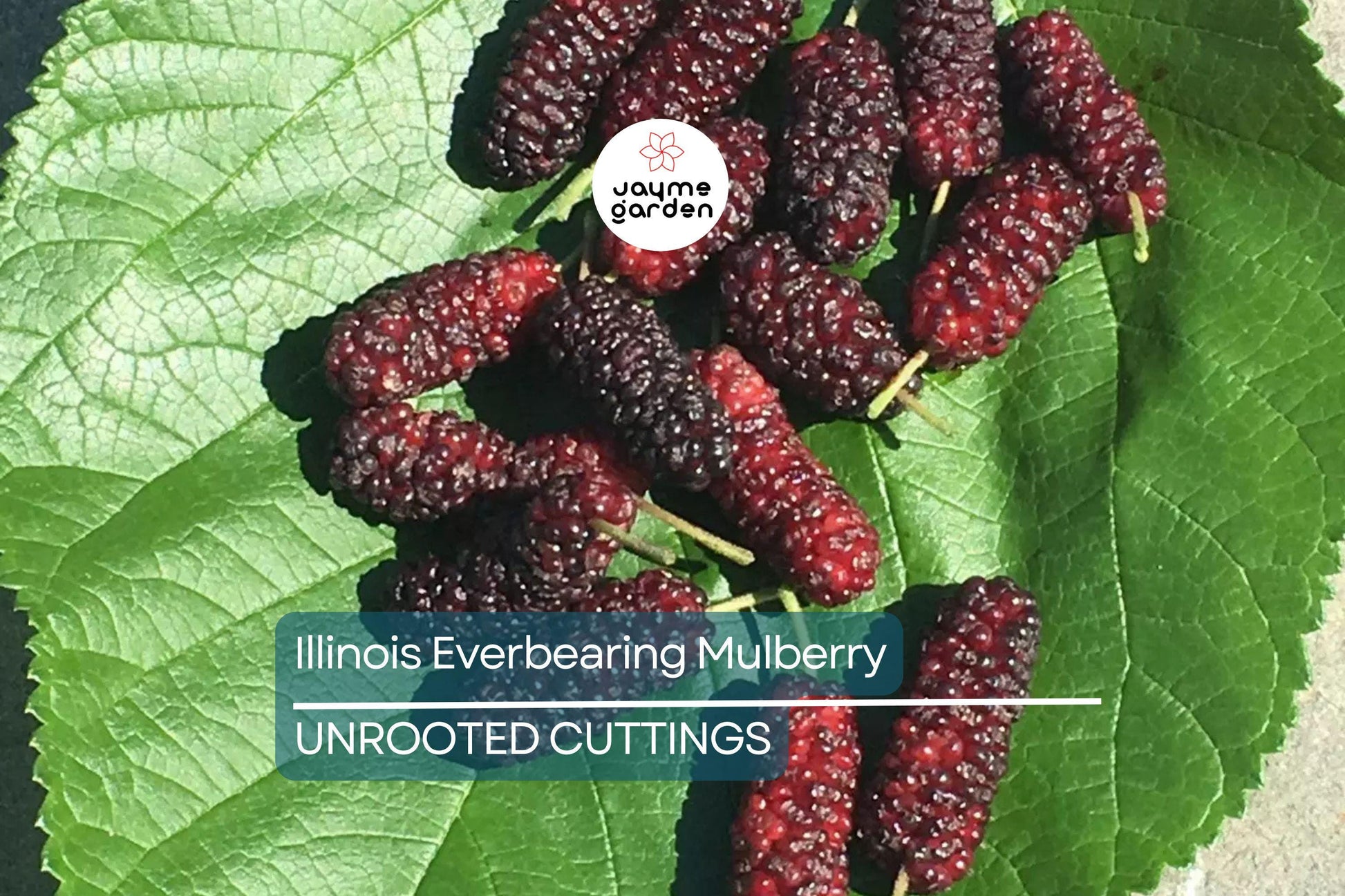 Illinois Everbearing Mulberry Live Plant (3–15" Tall) - Fast Fruiting, Pesticide-Free Starter Tree Grown from Fruiting Cuttings