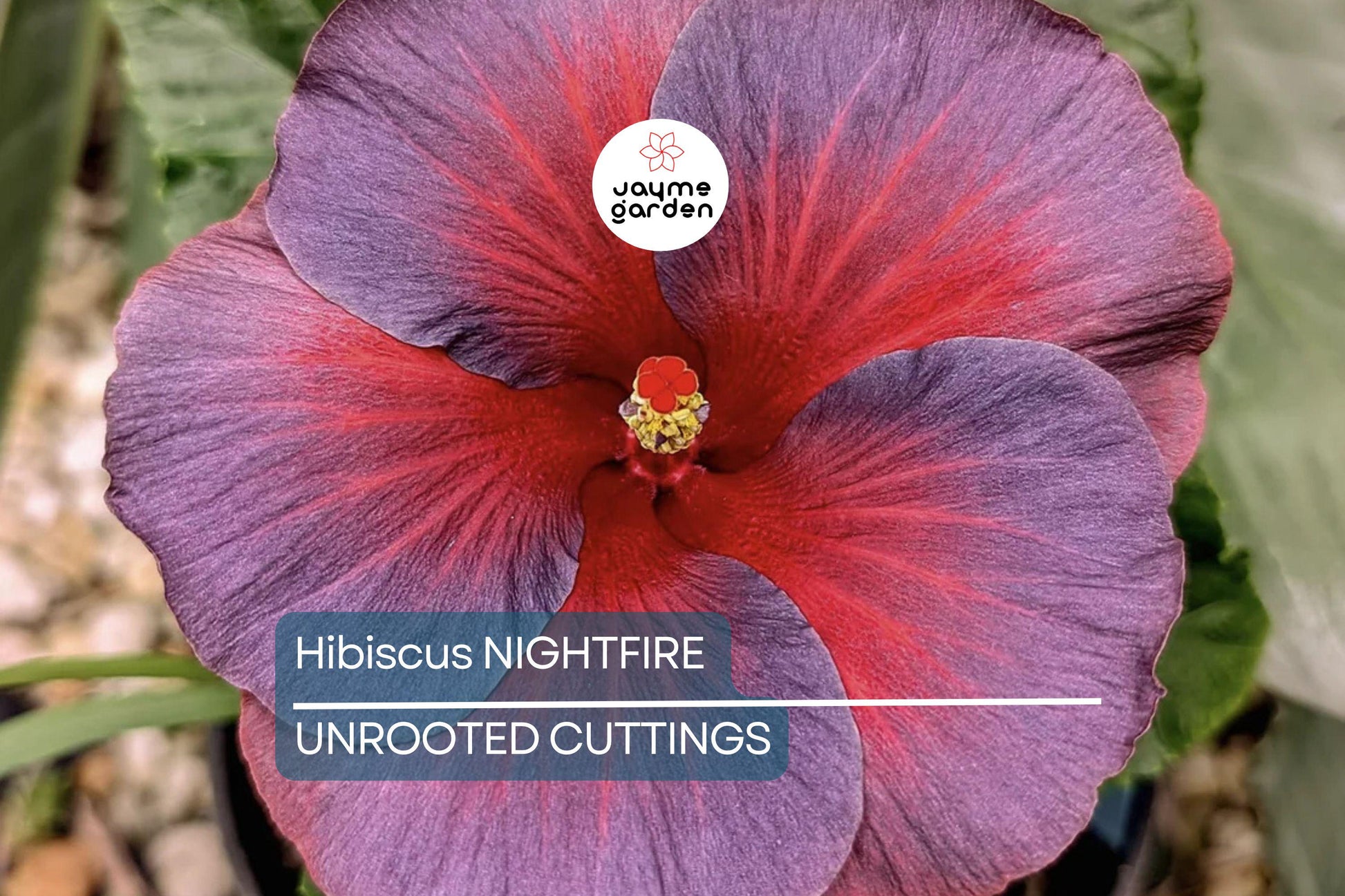 Rare Hibiscus Nightfire Starter Plant - 3 Fresh Unrooted Cuttings, Exotic Flowering Plant