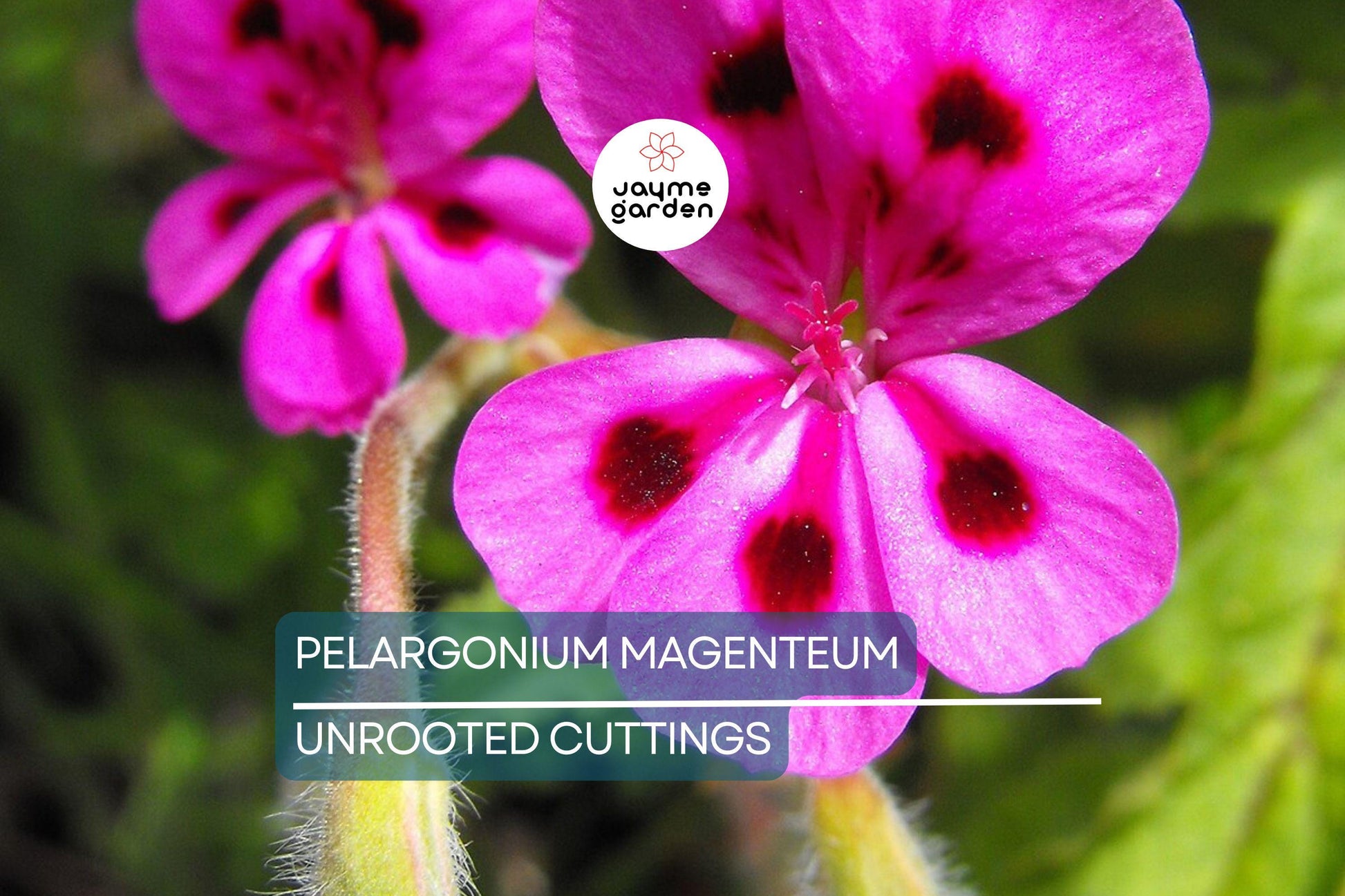 PELARGONIUM MAGENTUM Cuttings - Beautiful Garden Plant, Healthy & Colorful