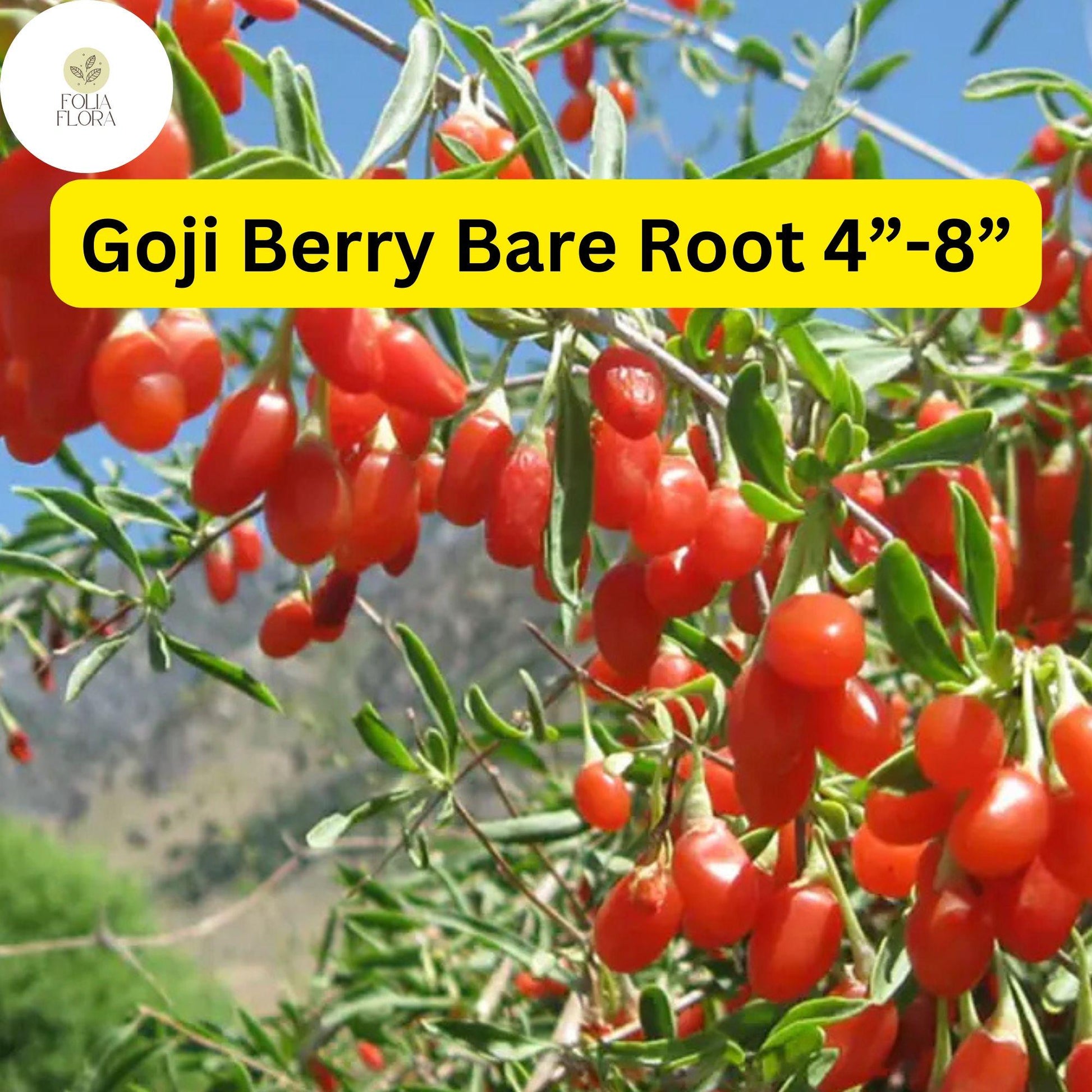 3 Bare Root Live Plants Goji Berry (Lycium barbarum) 4”-8” Ready to Plant