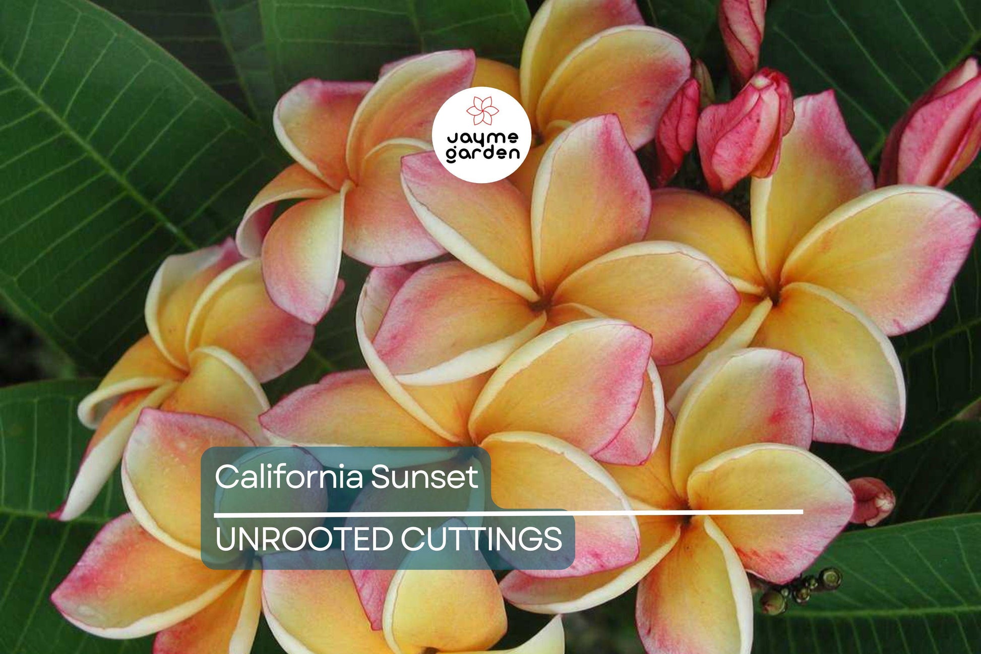 Plumeria Cutting JJ California Sunset - Fragrant Orange Blooms, Early & Long-Season Bloomer, Semi-Compact Growth