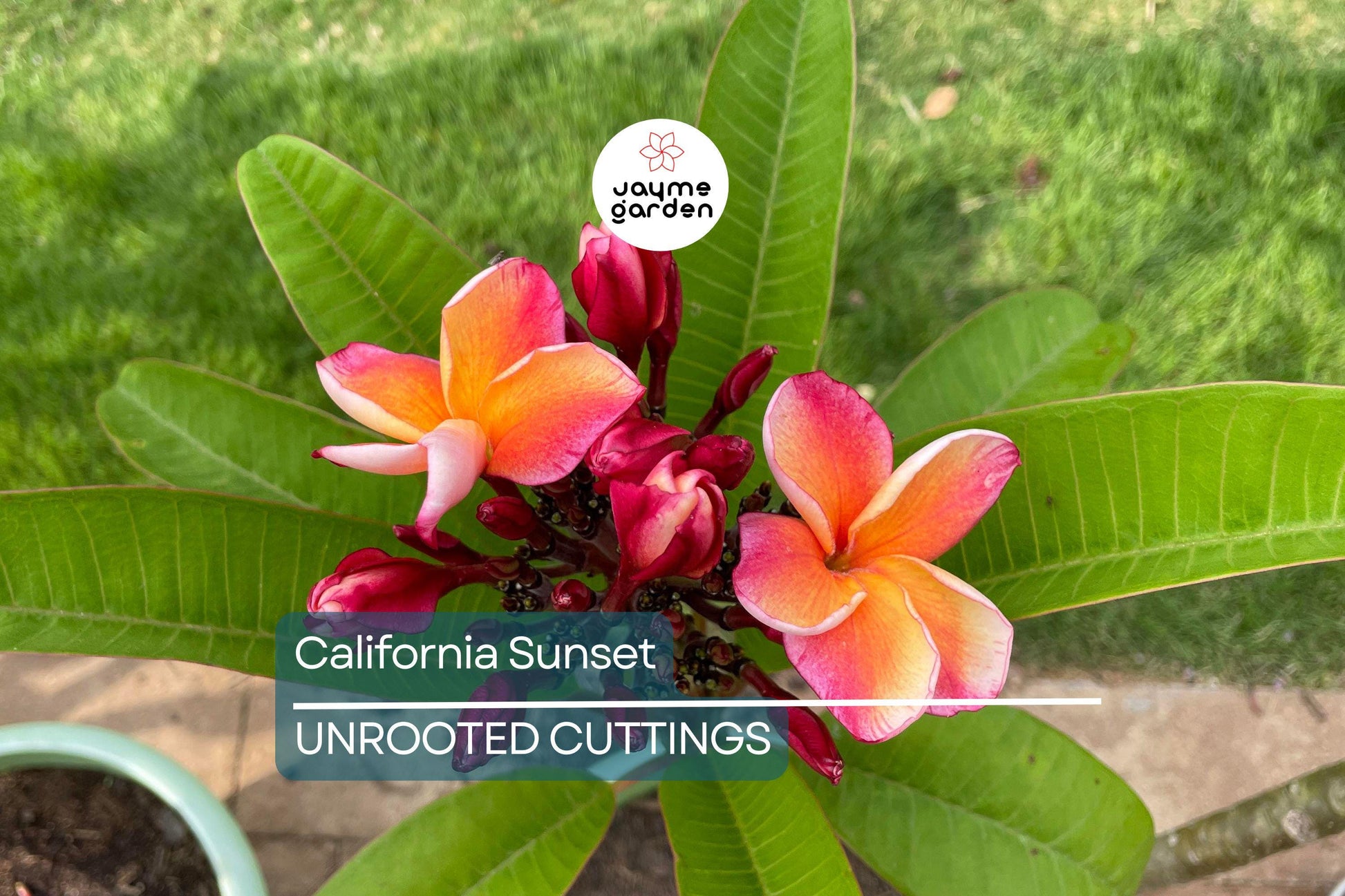 Plumeria Cutting JJ California Sunset - Fragrant Orange Blooms, Early & Long-Season Bloomer, Semi-Compact Growth