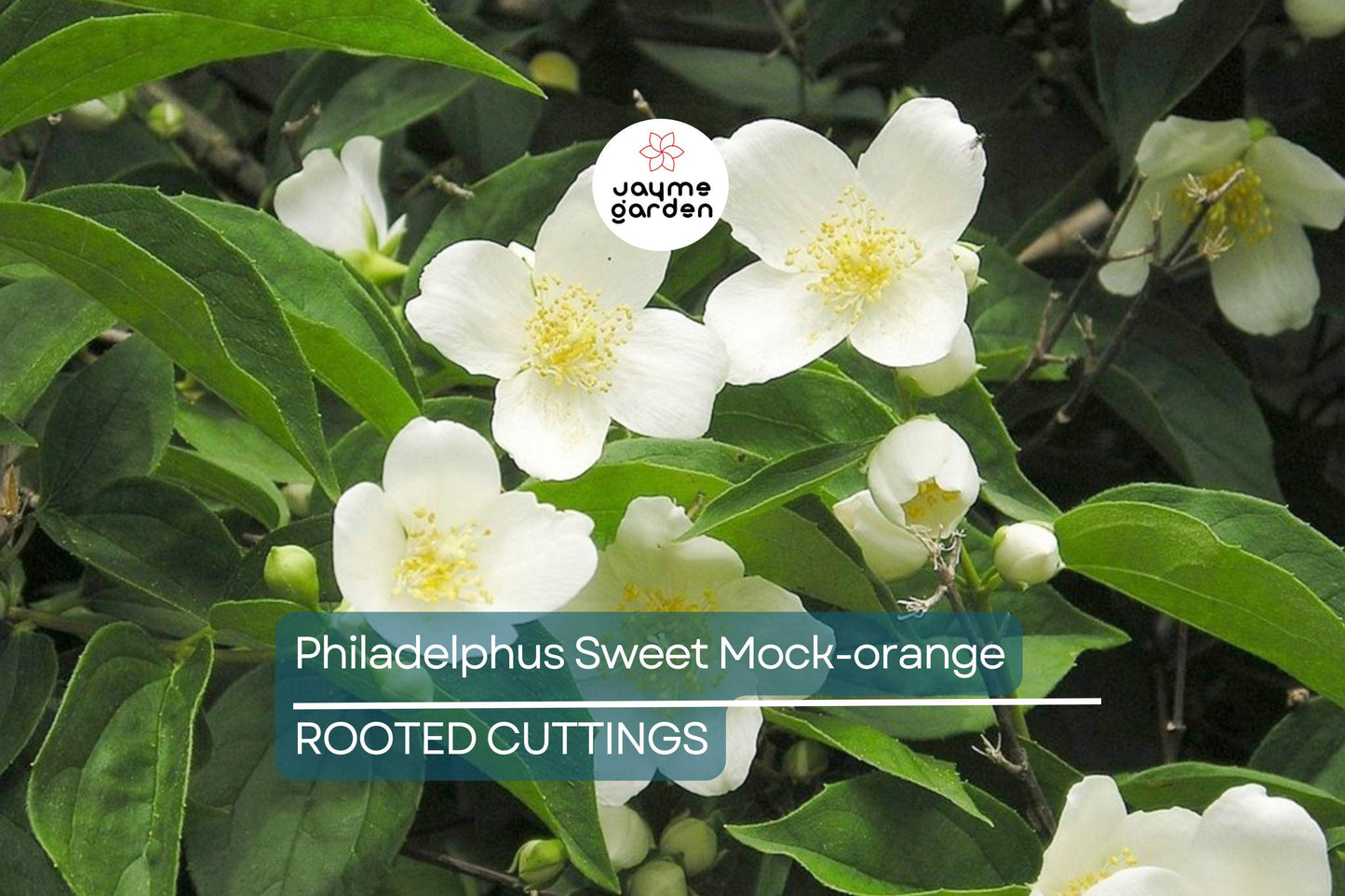 Philadelphus Sweet Mock-orange Bare-root 18-24" Tall - Fragrant White Flowers, Attracts Pollinators