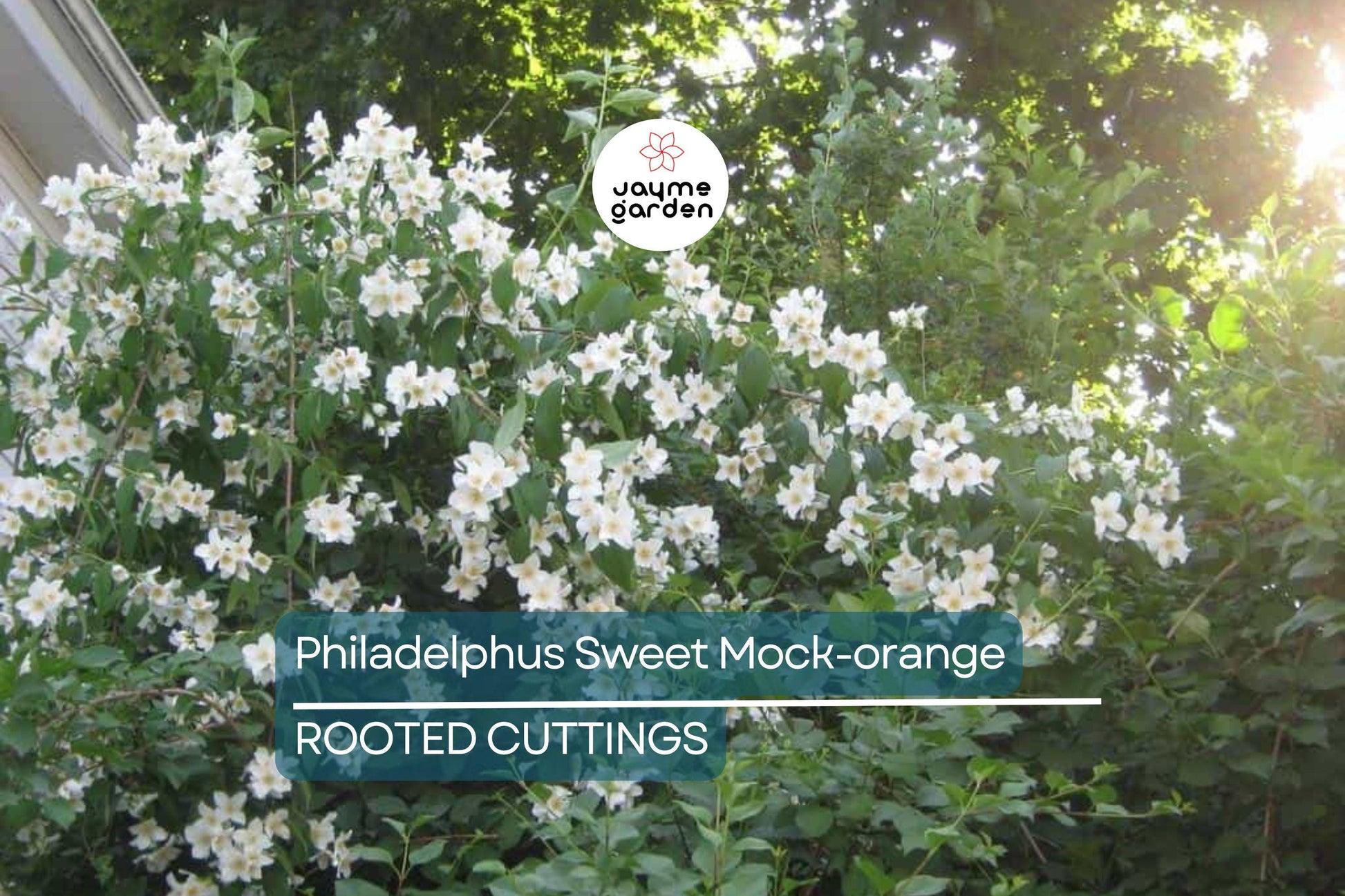 Philadelphus Sweet Mock-orange Bare-root 18-24" Tall - Fragrant White Flowers, Attracts Pollinators