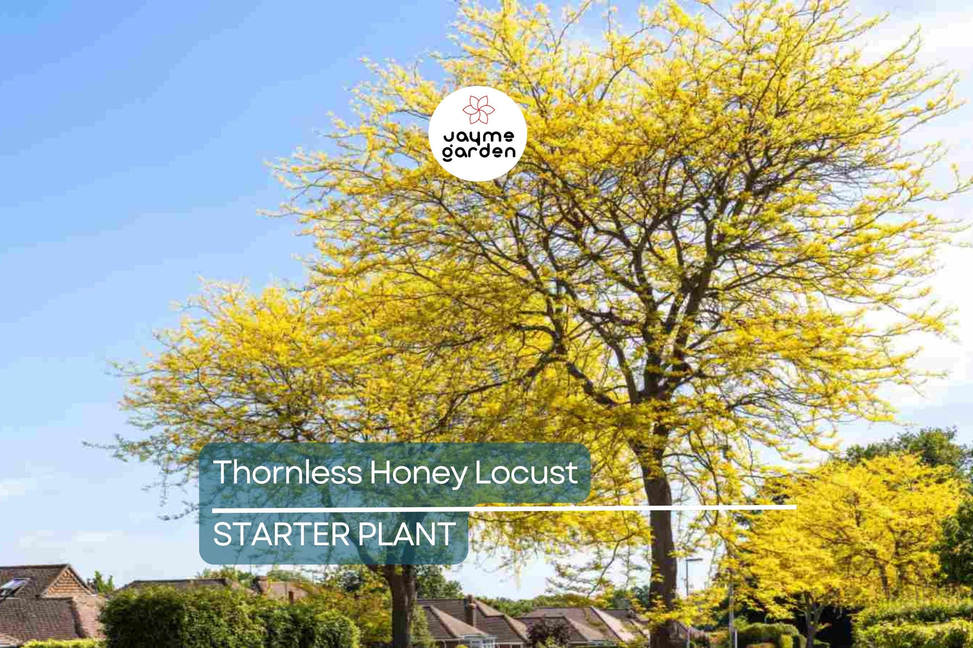 Thornless Honey Locust Tree 18"-24" Live Bare Root Seedling | Fast-Growing Tree with Yellow Flowers | Full Sun |