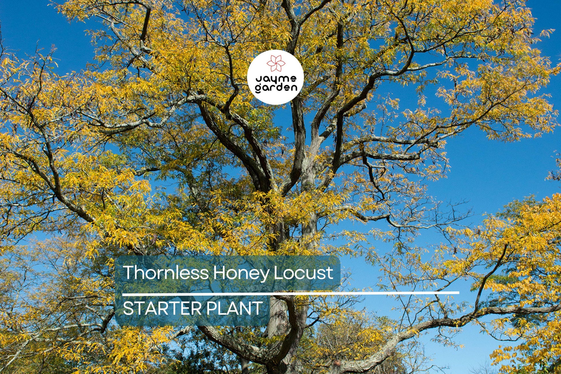 Thornless Honey Locust Tree 18"-24" Live Bare Root Seedling | Fast-Growing Tree with Yellow Flowers | Full Sun |