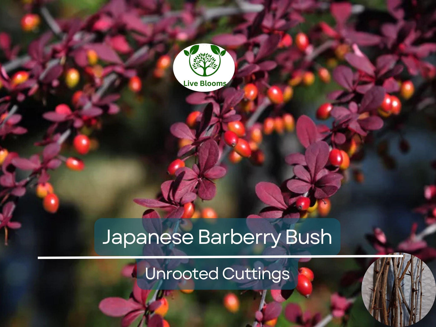 6 Japanese Barberry Bush Cuttings, Berberis Thunbergii Edible Berries, Organic Unrooted 6-9" - Easy to Grow, Hardy, Fruitful Shrub