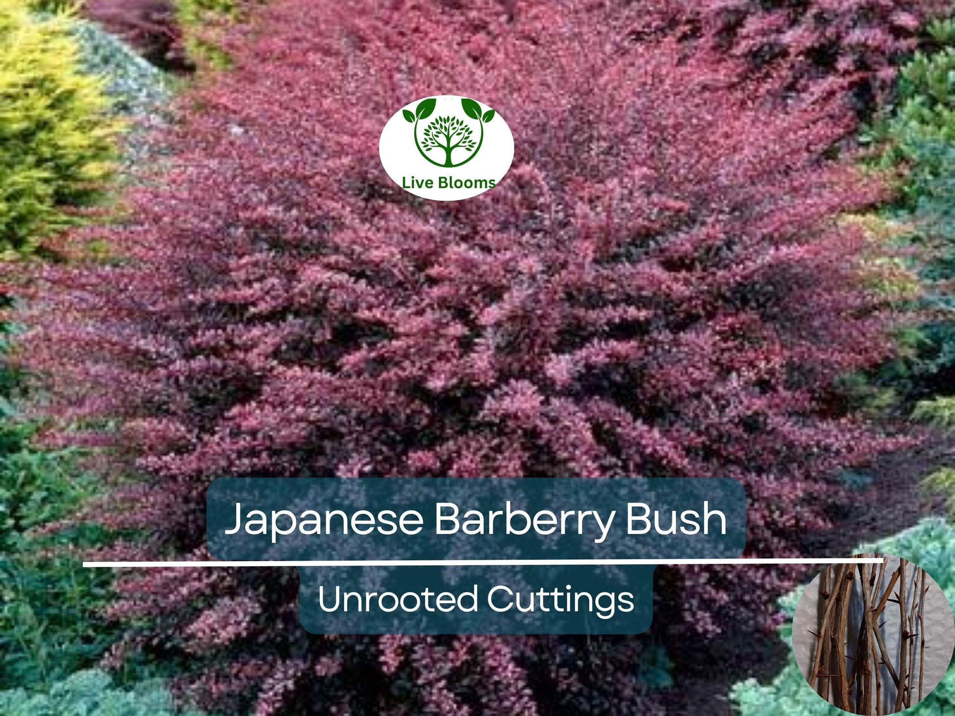 6 Japanese Barberry Bush Cuttings, Berberis Thunbergii Edible Berries, Organic Unrooted 6-9" - Easy to Grow, Hardy, Fruitful Shrub