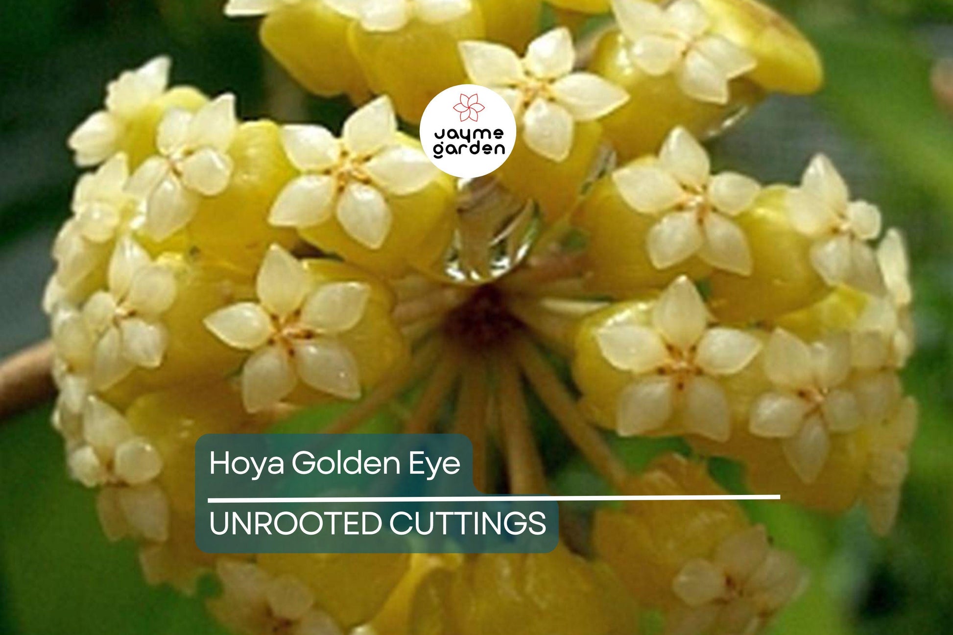 Hoya Golden Eye - Rare Waxing Vining Plant with Lovely Veining - 4" Pot - Fast Grower, Mike Miyashiro Hybrid