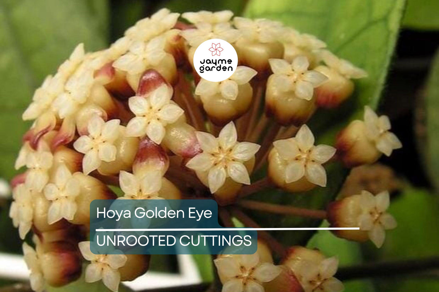 Hoya Golden Eye - Rare Waxing Vining Plant with Lovely Veining - 4" Pot - Fast Grower, Mike Miyashiro Hybrid