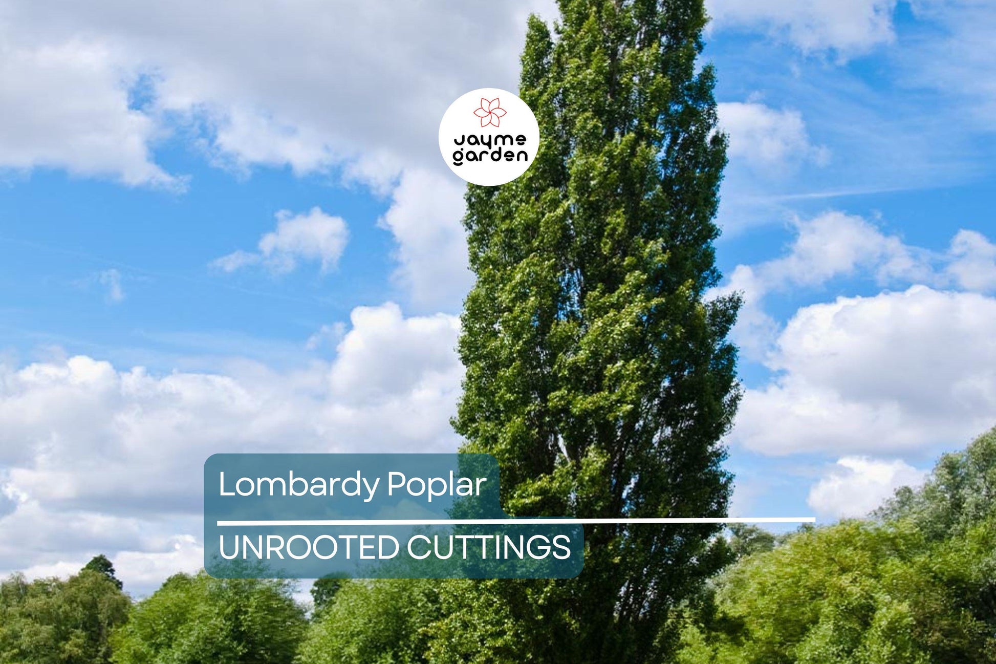2 Lombardy Poplar Trees Live Cuttings - Rare, Fast-Growing Privacy Trees