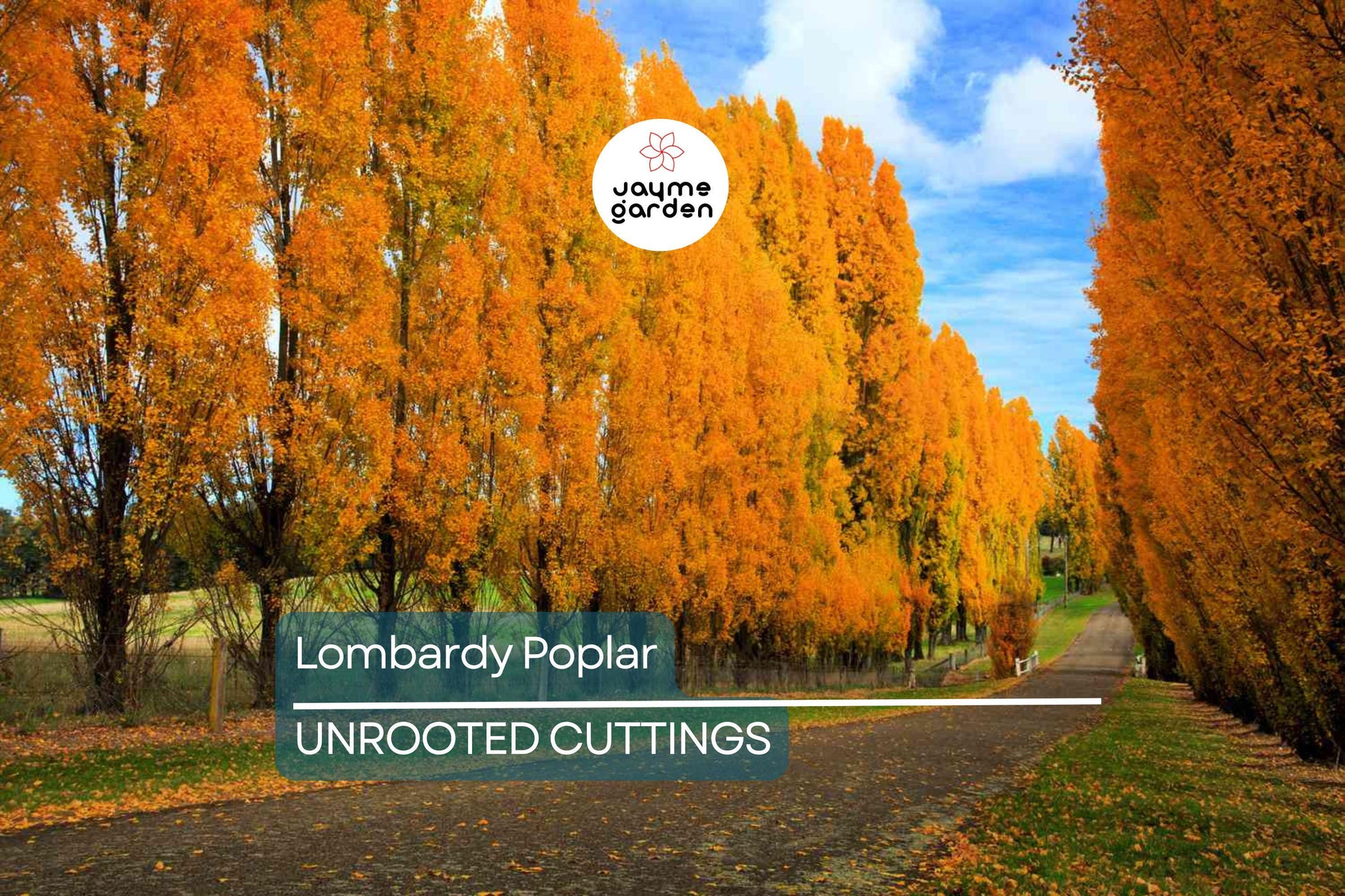 2 Lombardy Poplar Trees Live Cuttings - Rare, Fast-Growing Privacy Trees