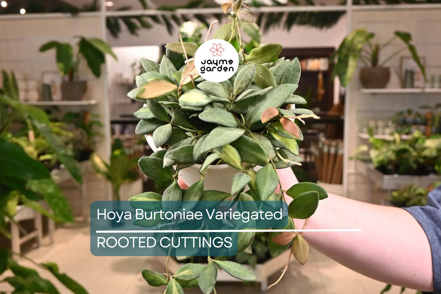 Uncommon Hoya Burtoniae Inner Variegated - Exact Plant “A” in 4” Hanging Pot - Rare Variegated Hoya Houseplant