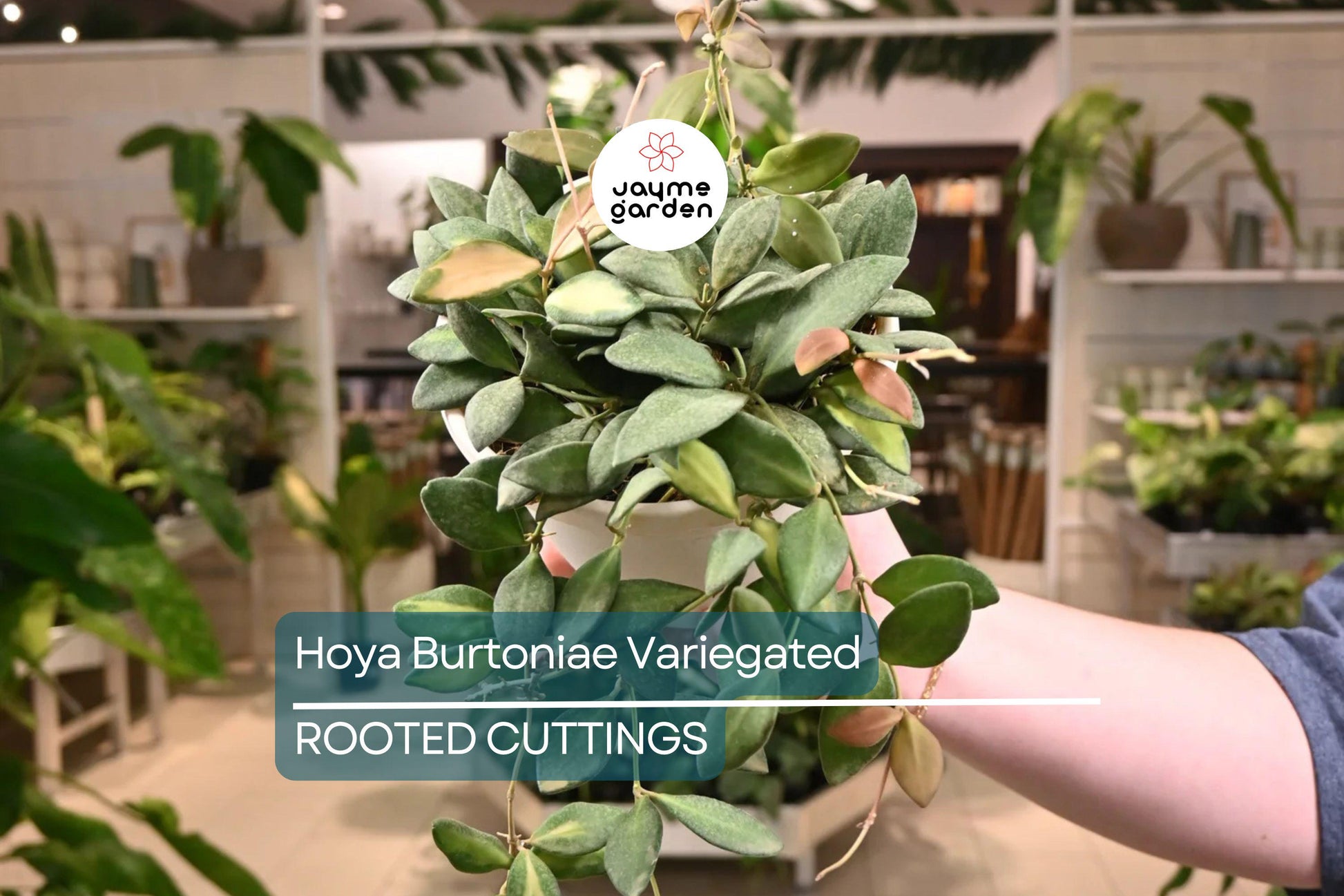 Uncommon Hoya Burtoniae Inner Variegated - Exact Plant “A” in 4” Hanging Pot - Rare Variegated Hoya Houseplant