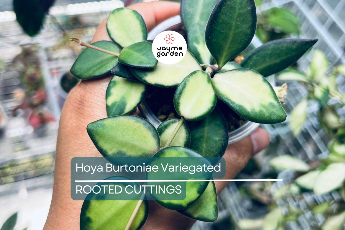 Uncommon Hoya Burtoniae Inner Variegated - Exact Plant “A” in 4” Hanging Pot - Rare Variegated Hoya Houseplant