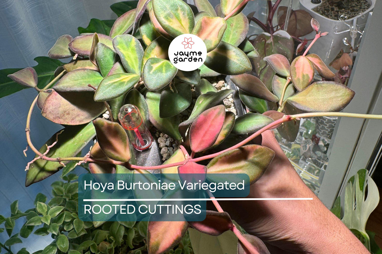 Uncommon Hoya Burtoniae Inner Variegated - Exact Plant “A” in 4” Hanging Pot - Rare Variegated Hoya Houseplant