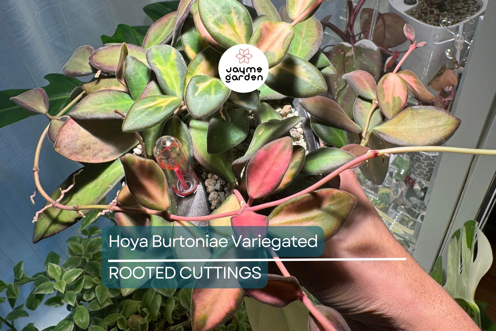 Uncommon Hoya Burtoniae Inner Variegated - Exact Plant “A” in 4” Hanging Pot - Rare Variegated Hoya Houseplant