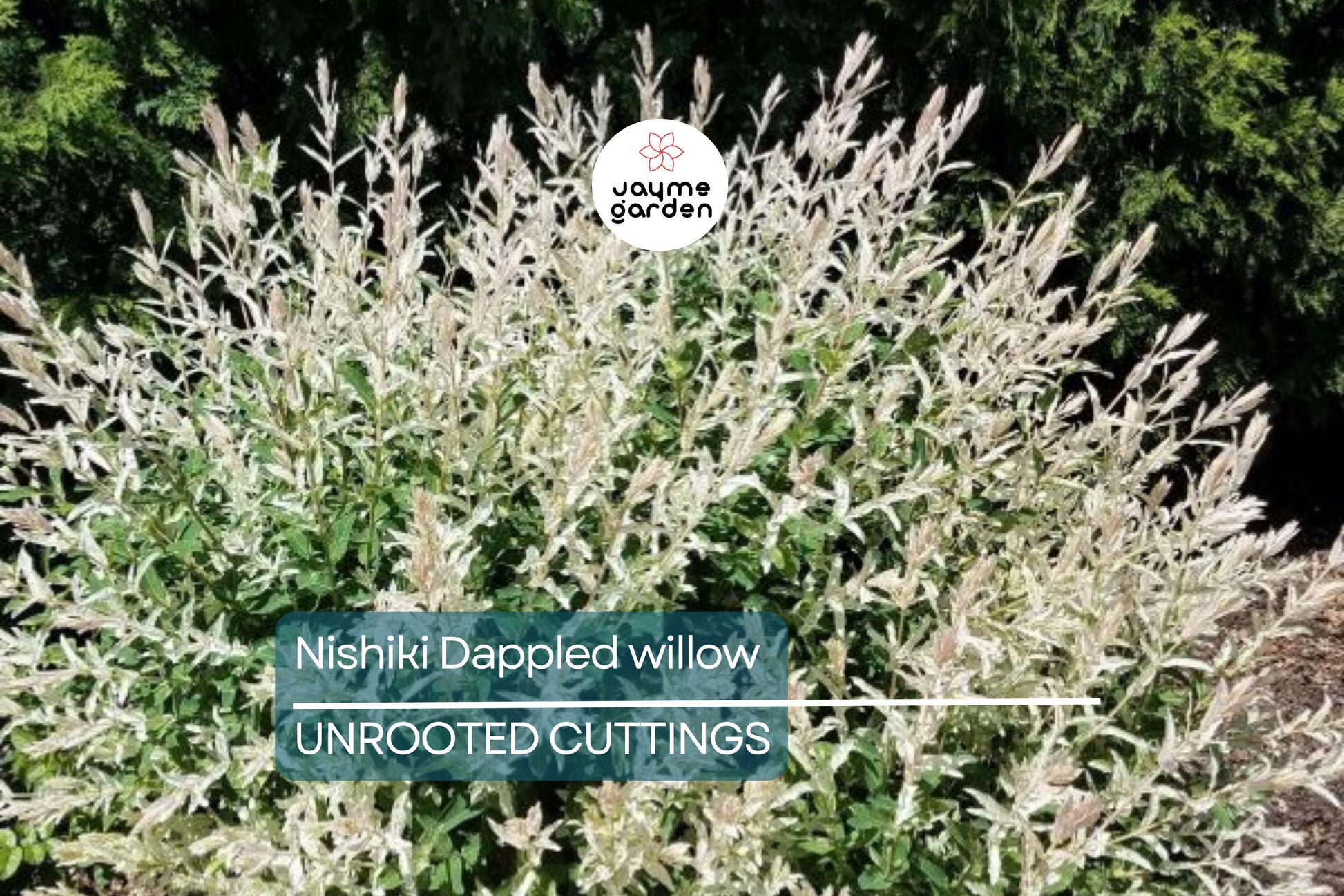 25+ Nishiki Dappled Willow Tree Cuttings (8-10") for Propagation - Fast Growing, Easy to Root in Water or Soil