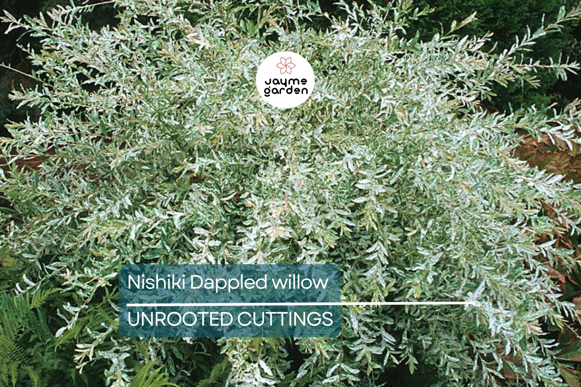 25+ Nishiki Dappled Willow Tree Cuttings (8-10") for Propagation - Fast Growing, Easy to Root in Water or Soil
