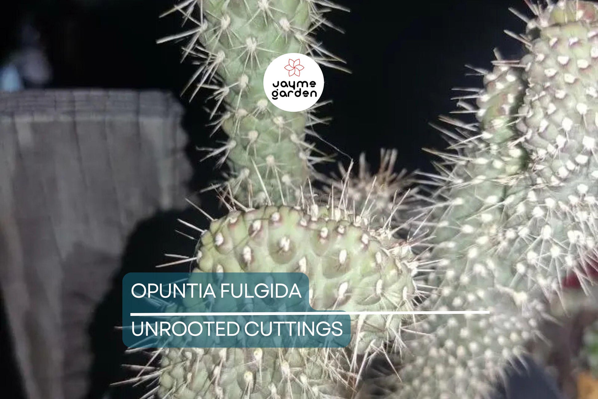 Opuntia Fulgida Cactus - 2 Fresh Cuttings (6-9 Inches) | Chain Fruit Cholla | Treated with Rootone for Easy Rooting