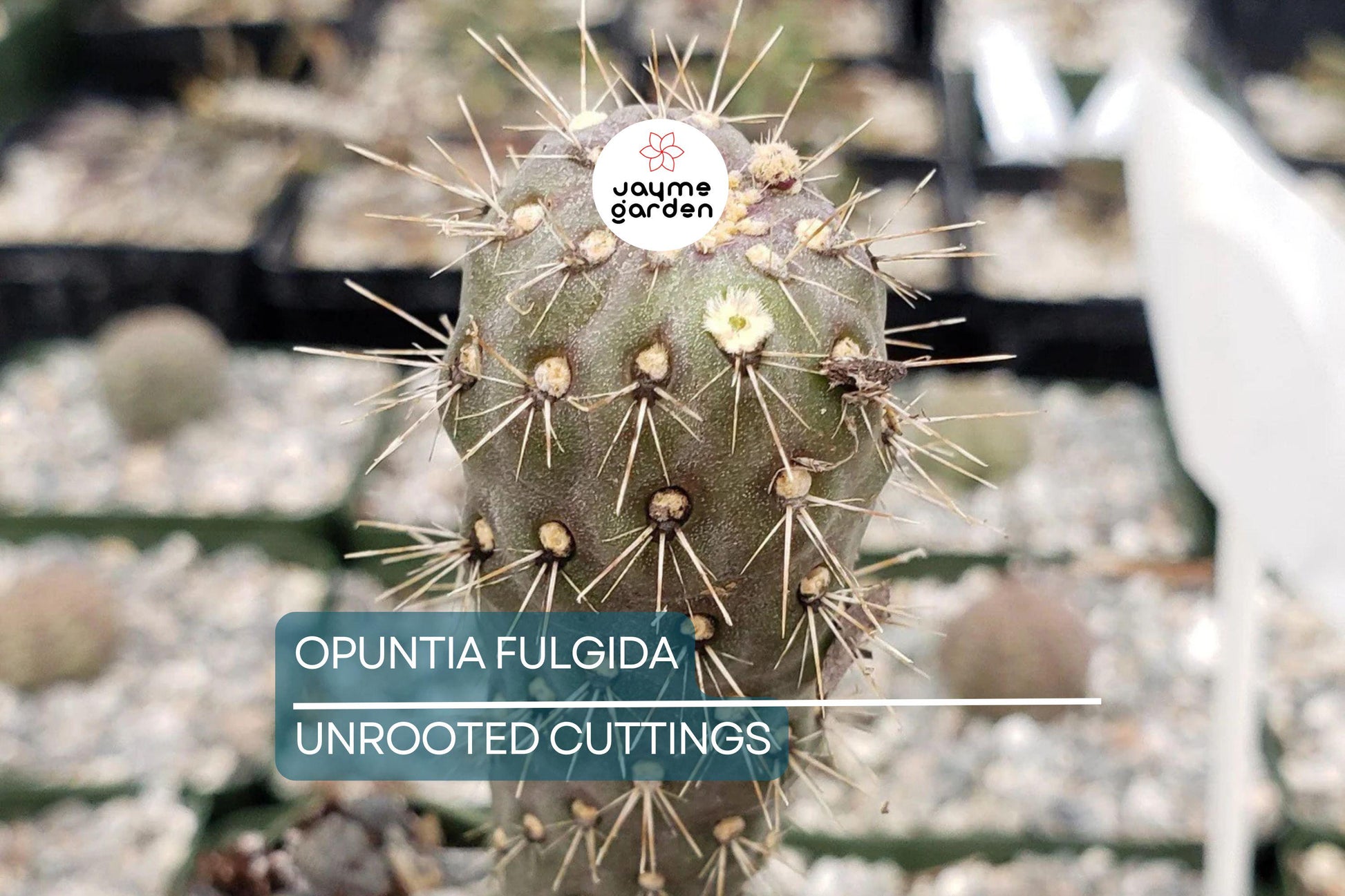 Opuntia Fulgida Cactus - 2 Fresh Cuttings (6-9 Inches) | Chain Fruit Cholla | Treated with Rootone for Easy Rooting