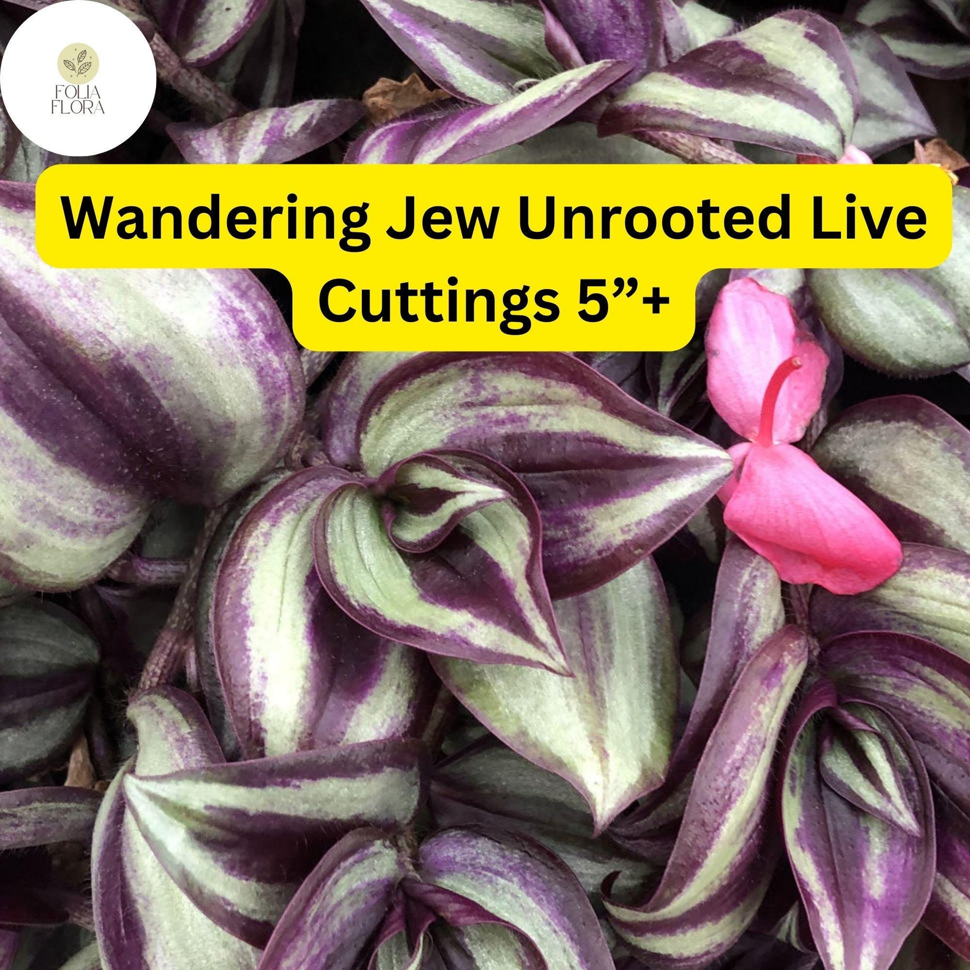 Wandering Jew (Tradescantia zebrina) – 5 Unrooted Live Cuttings – 5”+ Houseplant Easy to Grow