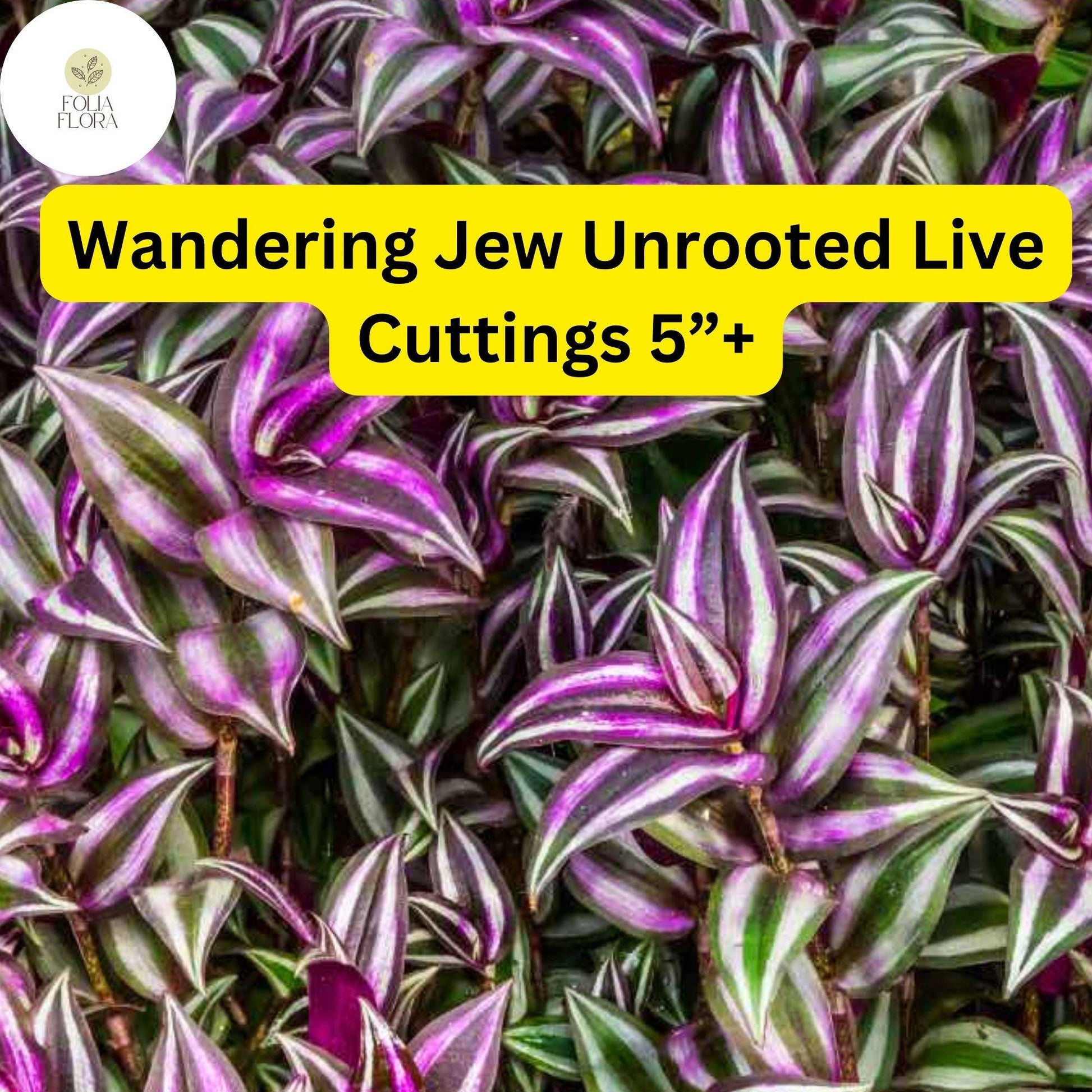Wandering Jew (Tradescantia zebrina) – 5 Unrooted Live Cuttings – 5”+ Houseplant Easy to Grow
