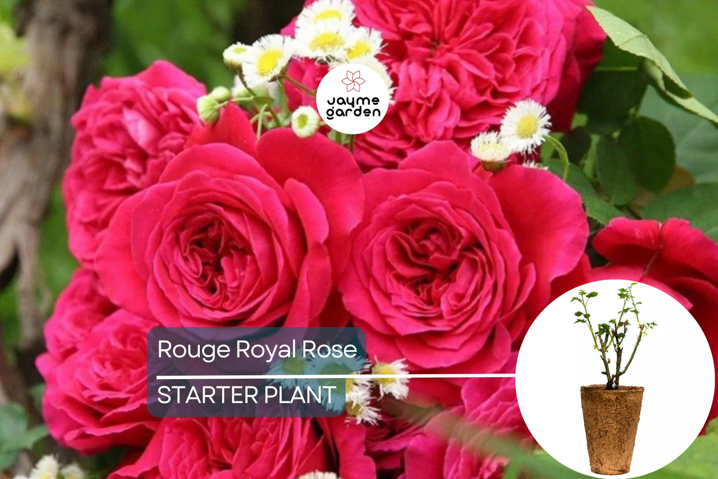 Rouge Royal Rose Plant – 1.5 Gal Potted | Highly Fragrant Red Blooms | Heavy Reblooming Floribunda | Zones 6-10 | Pesticide-Free