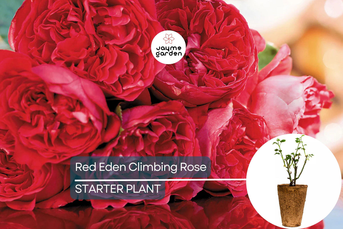 Red Eden Climbing Rose Plant - 1.5 Gal | Large Crimson Blooms | 100+ Petals | Fragrant Tea Scent | Own-Root |