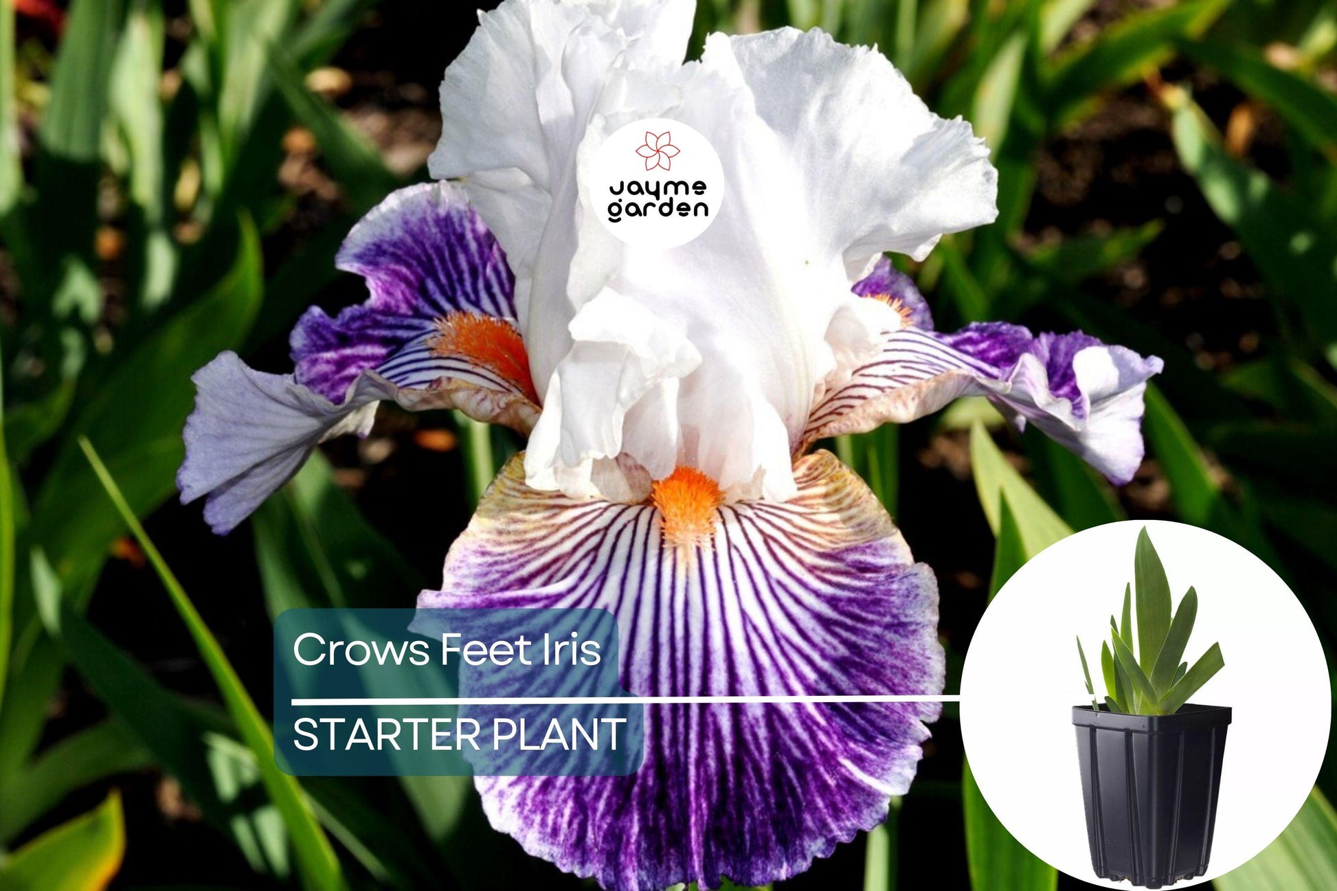 Crows Feet Iris Plant - Quart Pot | Fragrant Purple & White Blooms | Perennial | Deer-Resistant | Hardy Zones 3-10 | 27” Tall