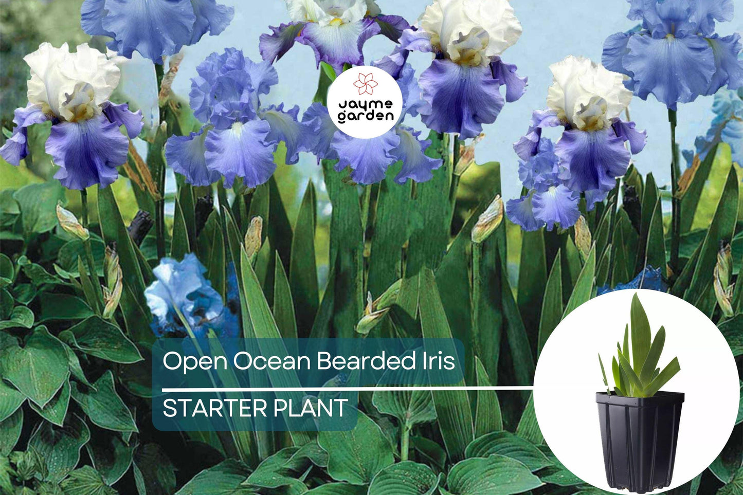 Open Ocean Bearded Iris – Quart Pot | Reblooming Lilac Blue Perennial | 38" Tall, Deer Resistant, Hardy Zones 3-10 | Strong Cut Flower
