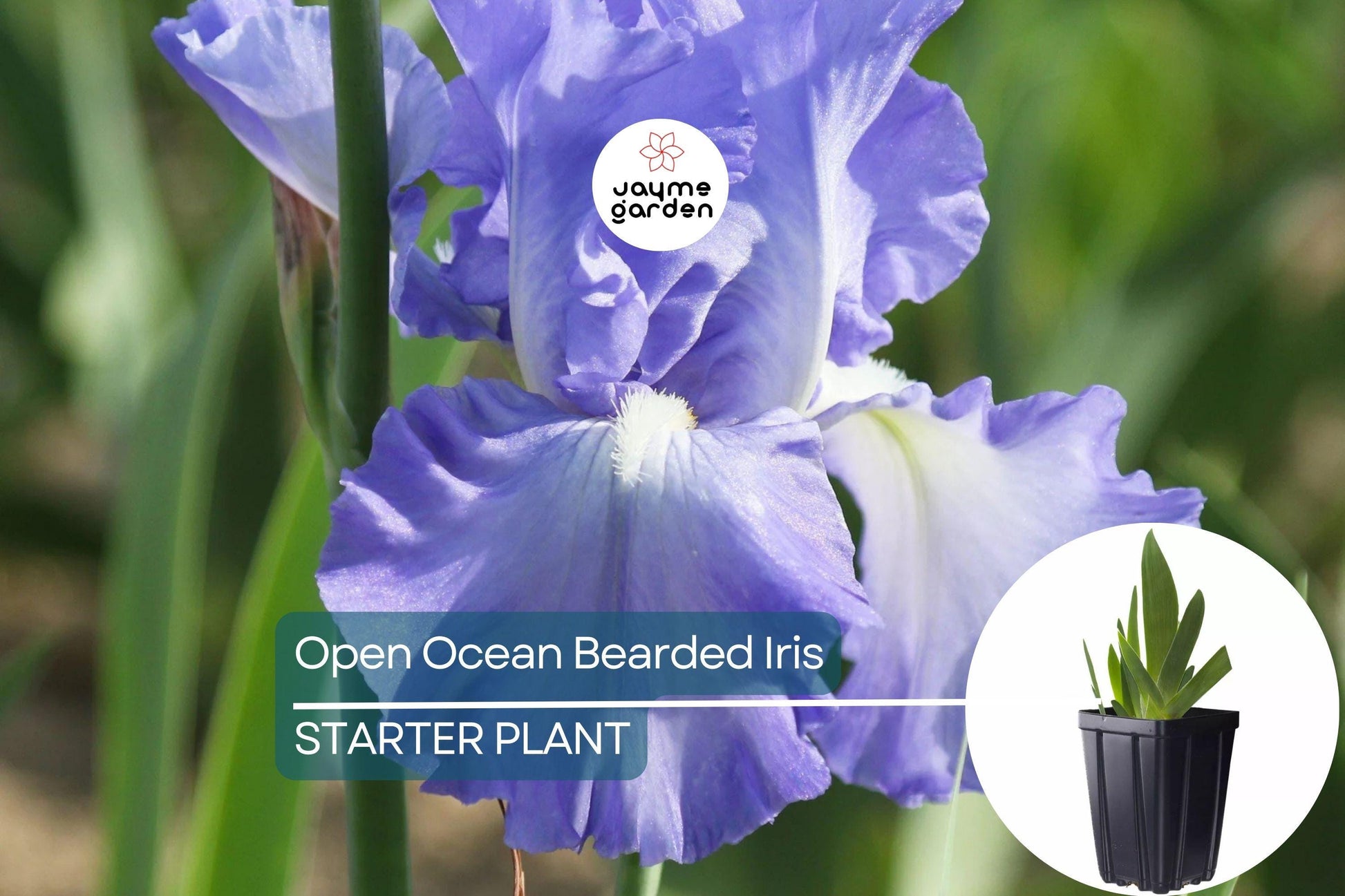 Open Ocean Bearded Iris – Quart Pot | Reblooming Lilac Blue Perennial | 38" Tall, Deer Resistant, Hardy Zones 3-10 | Strong Cut Flower