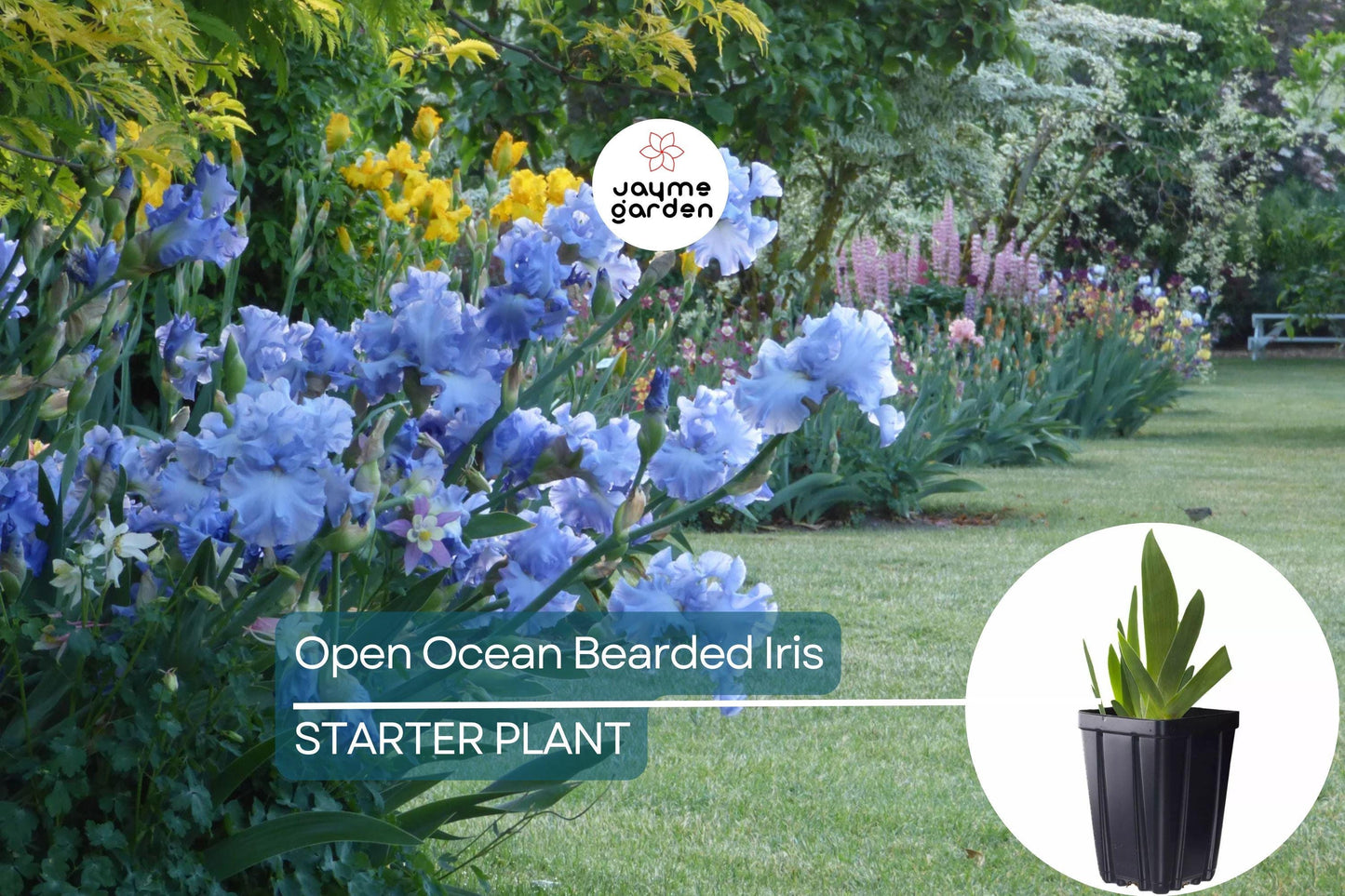 Open Ocean Bearded Iris – Quart Pot | Reblooming Lilac Blue Perennial | 38" Tall, Deer Resistant, Hardy Zones 3-10 | Strong Cut Flower