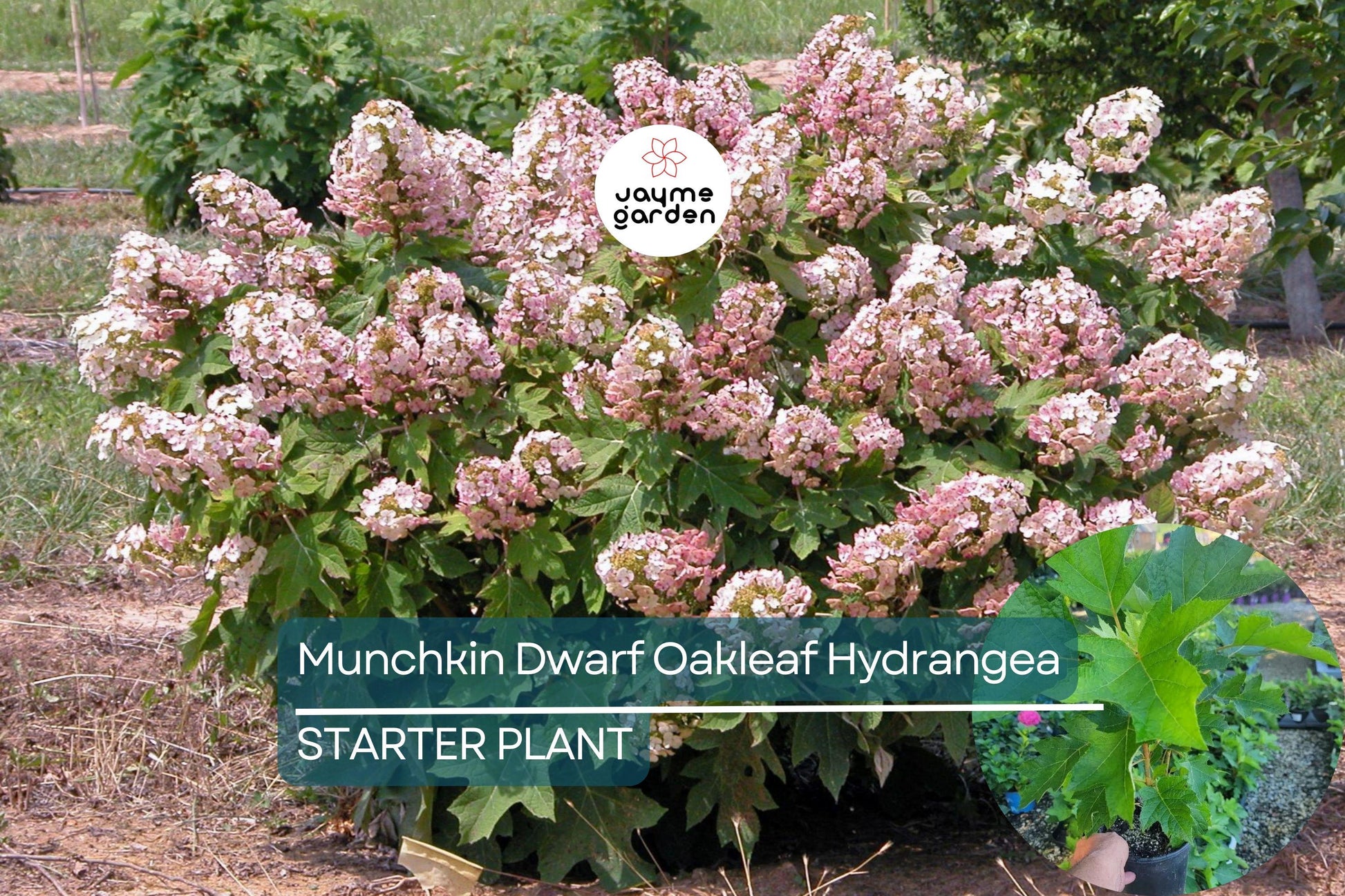 Munchkin Dwarf Oakleaf Hydrangea Live Starter Plant 6-12 Inch Tall | Compact Shrub | White to Pink Blooms | USDA Zones 5-9