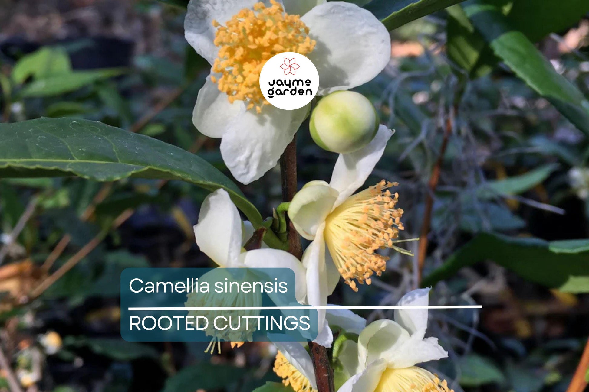 Live Camellia Sinensis Tea Plant – 8-10” Tall, Grow Your Own Tea – Zones 6-10