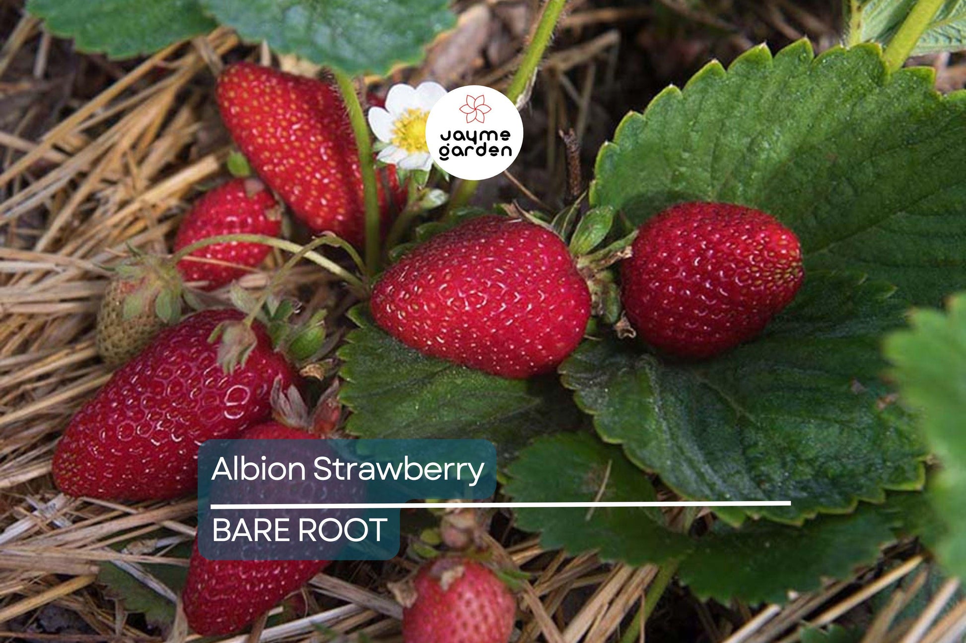 Albion Strawberry Plants – 10 Bare-Root Day-Neutral Plants, Large Sweet Berries