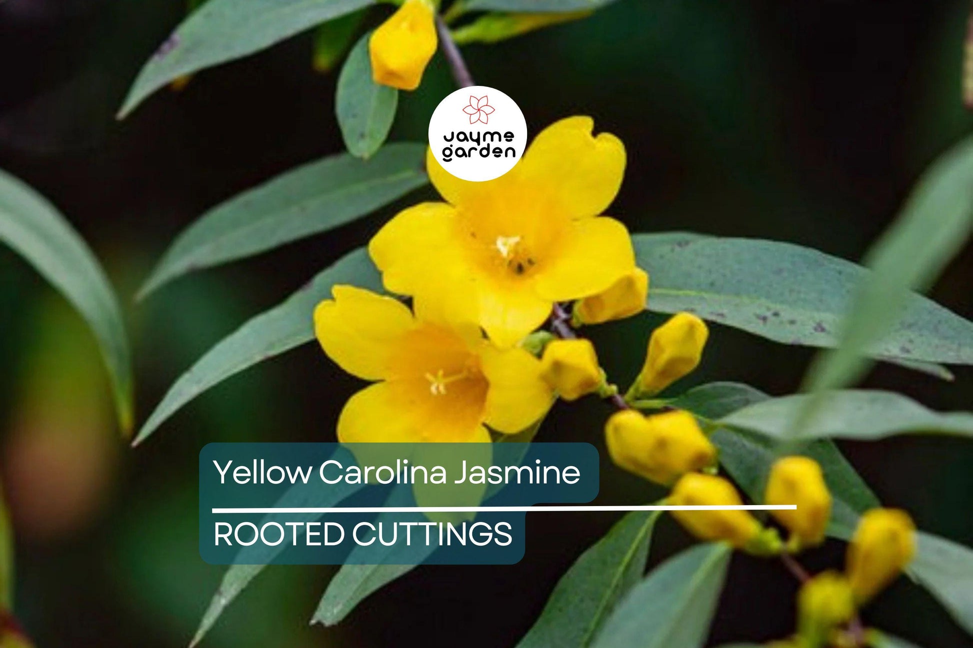 Yellow Carolina Jasmine Live Plants (6) - 8-10" Rooted Vines, Climbing Flowering Vine